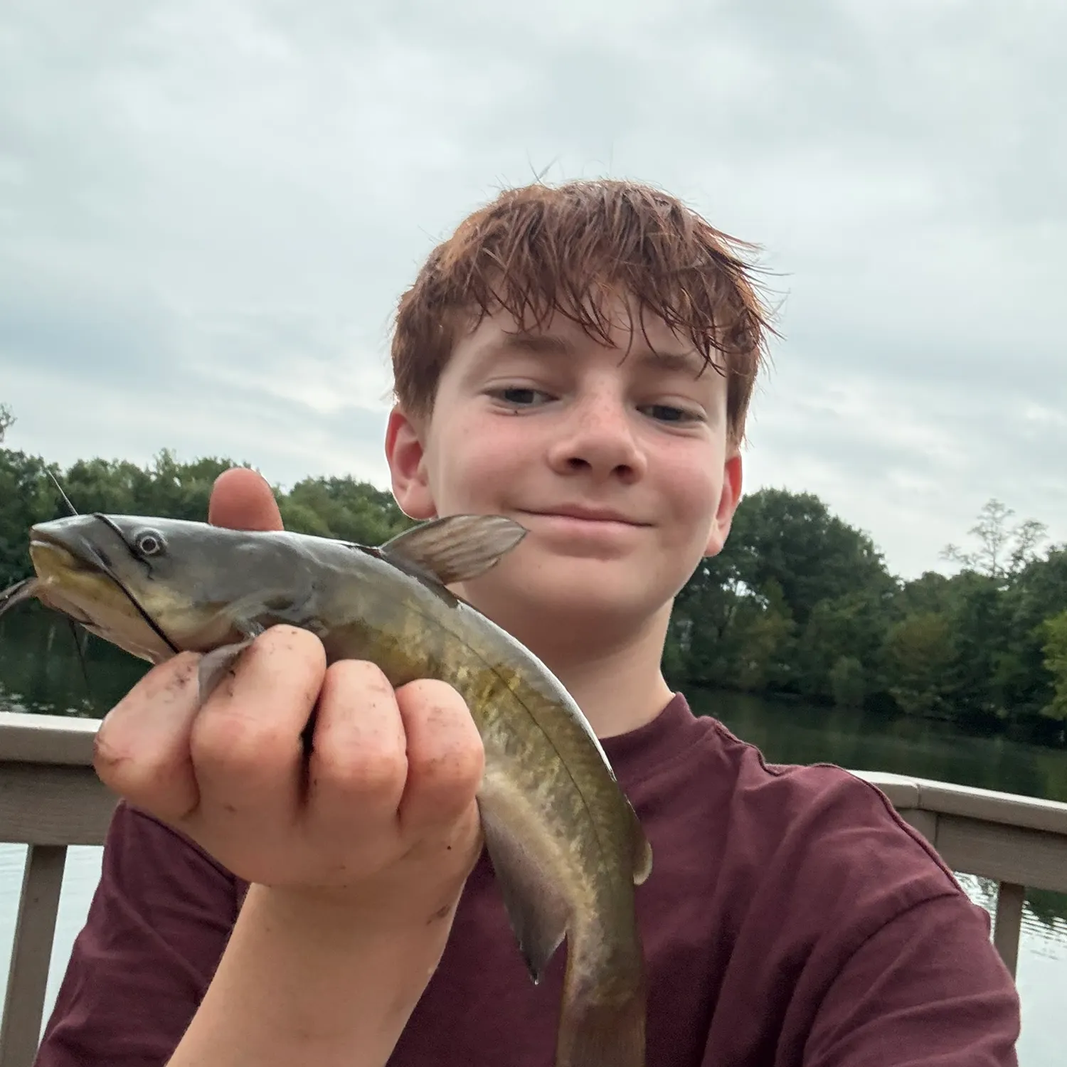 Brown bullhead caught on Fishbrain
