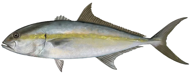 Greater amberjack