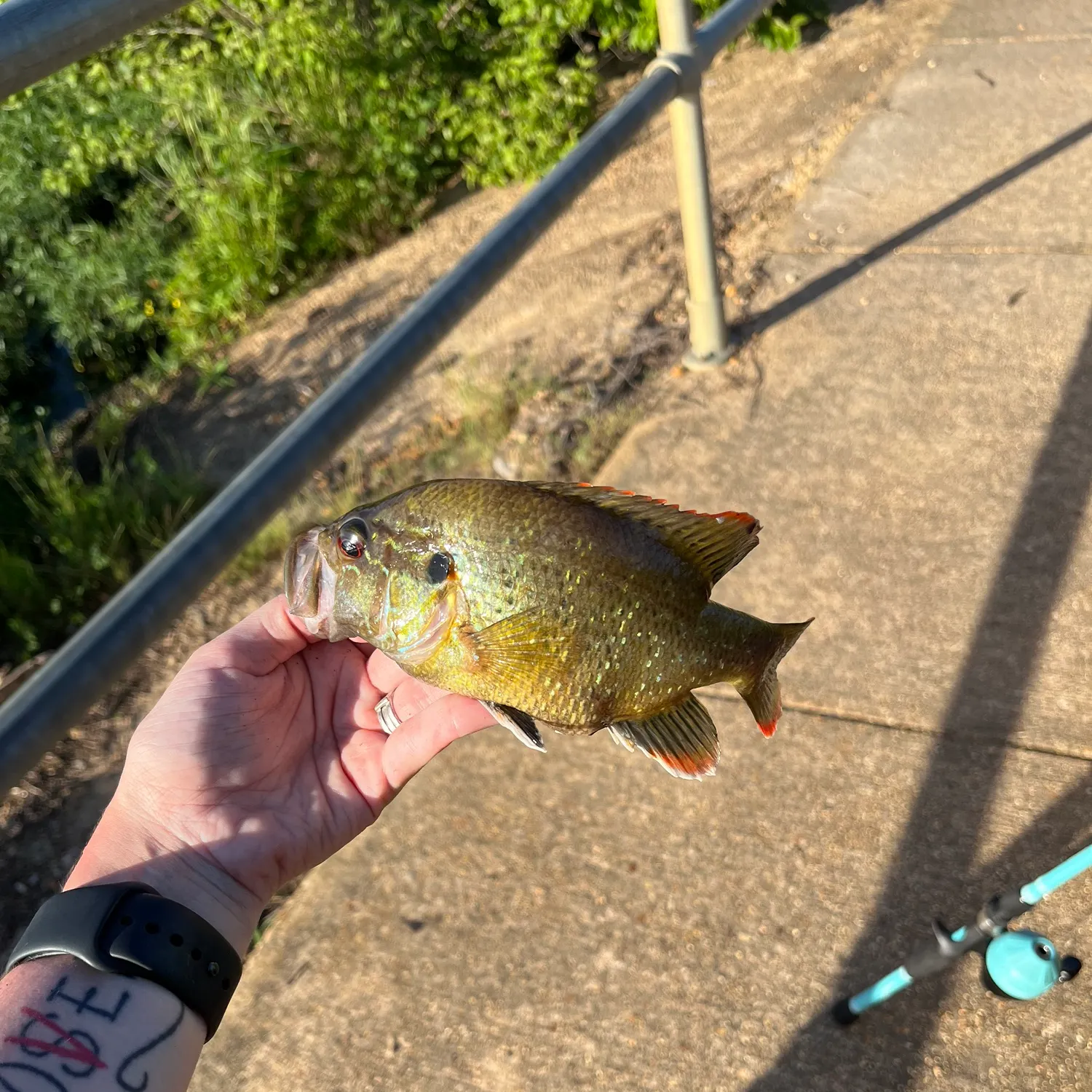 recently logged catches