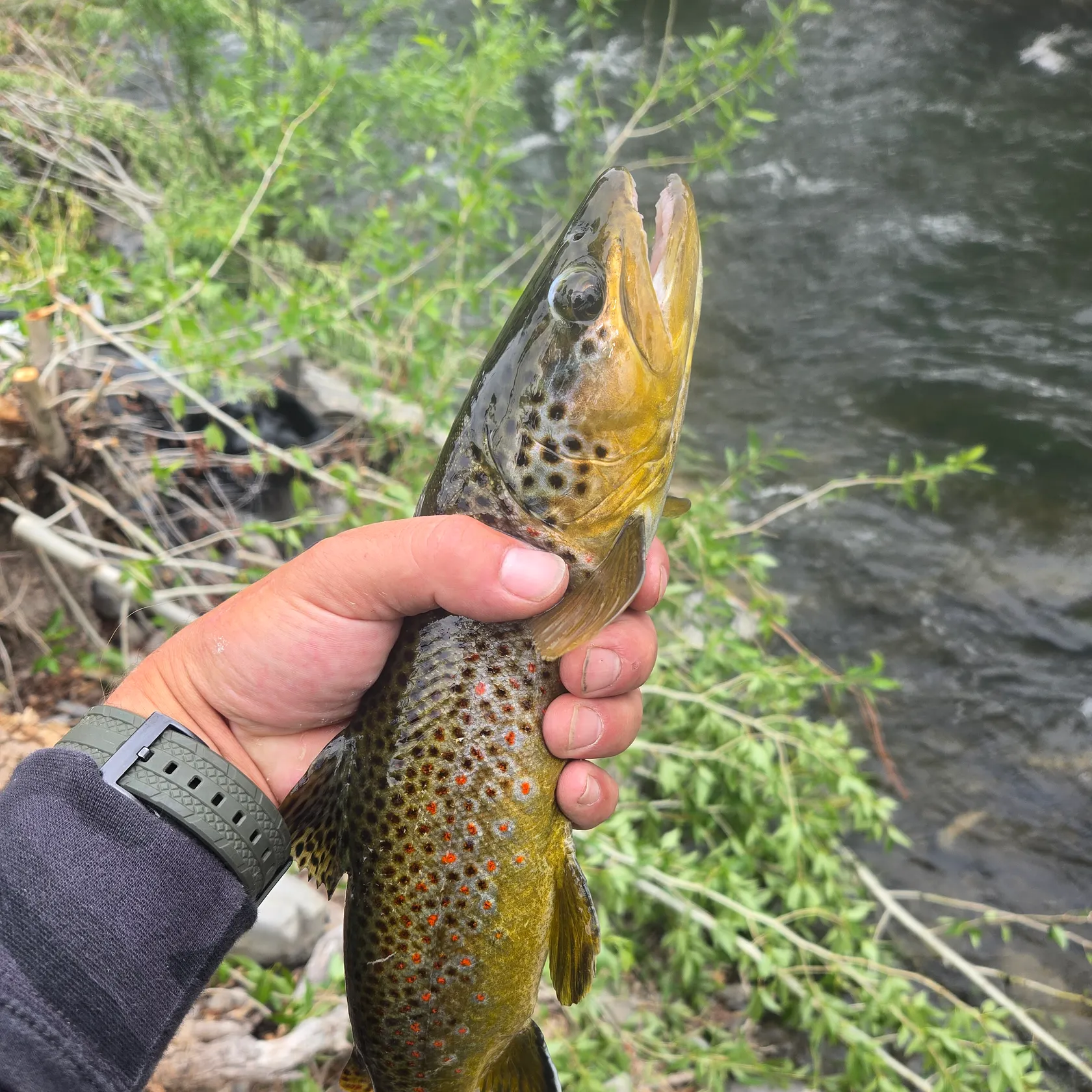 recently logged catches