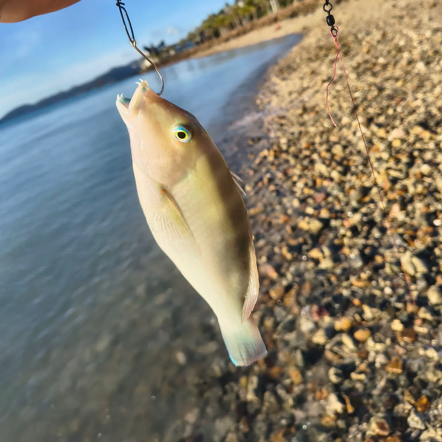 The most recent Blue tuskfish catches on Fishbrain