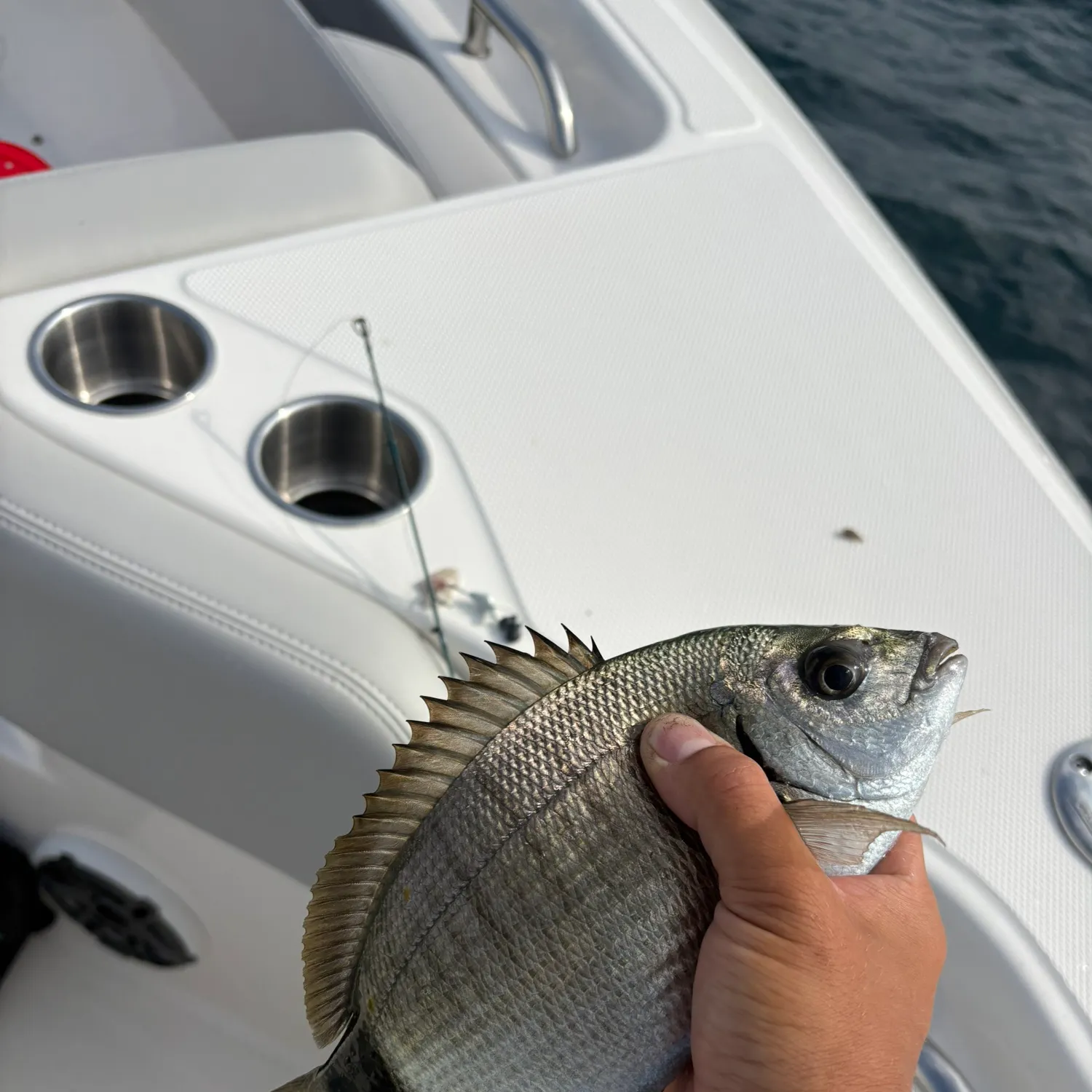 The most recent Silver porgy catches on Fishbrain
