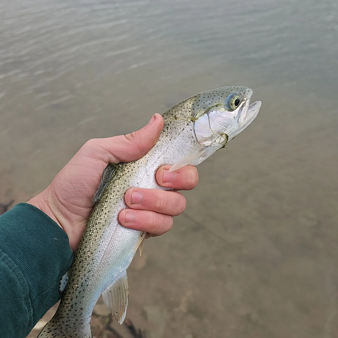 Rainbow trout caught on Fishbrain
