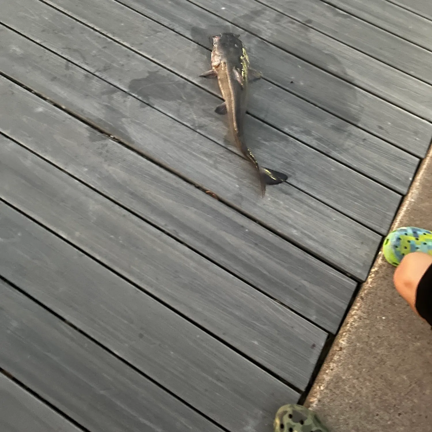 Blue catfish caught on Fishbrain