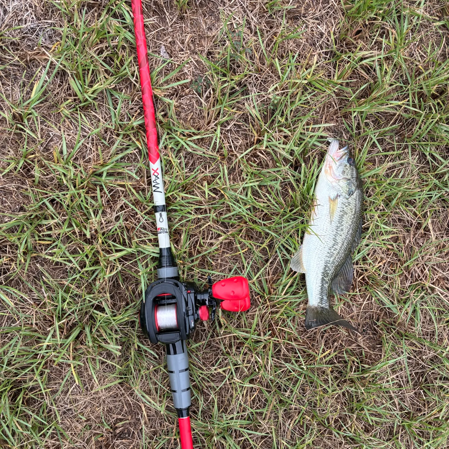 Fish caught on Fishbrain