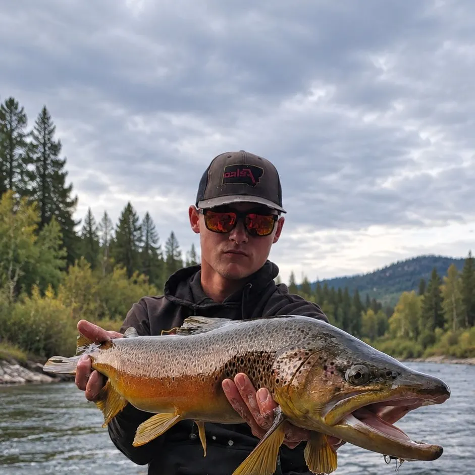 Brown trout caught on Fishbrain