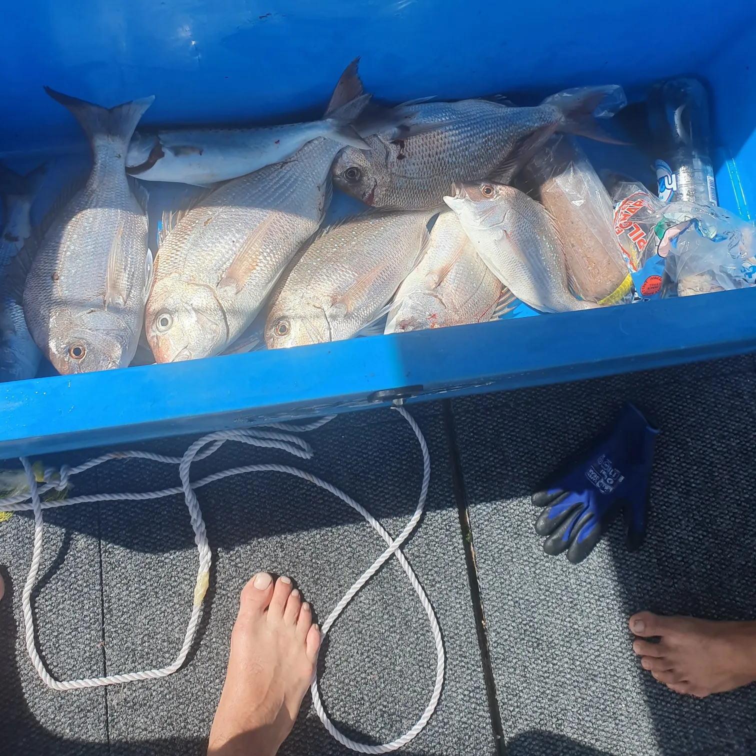 recently logged catches