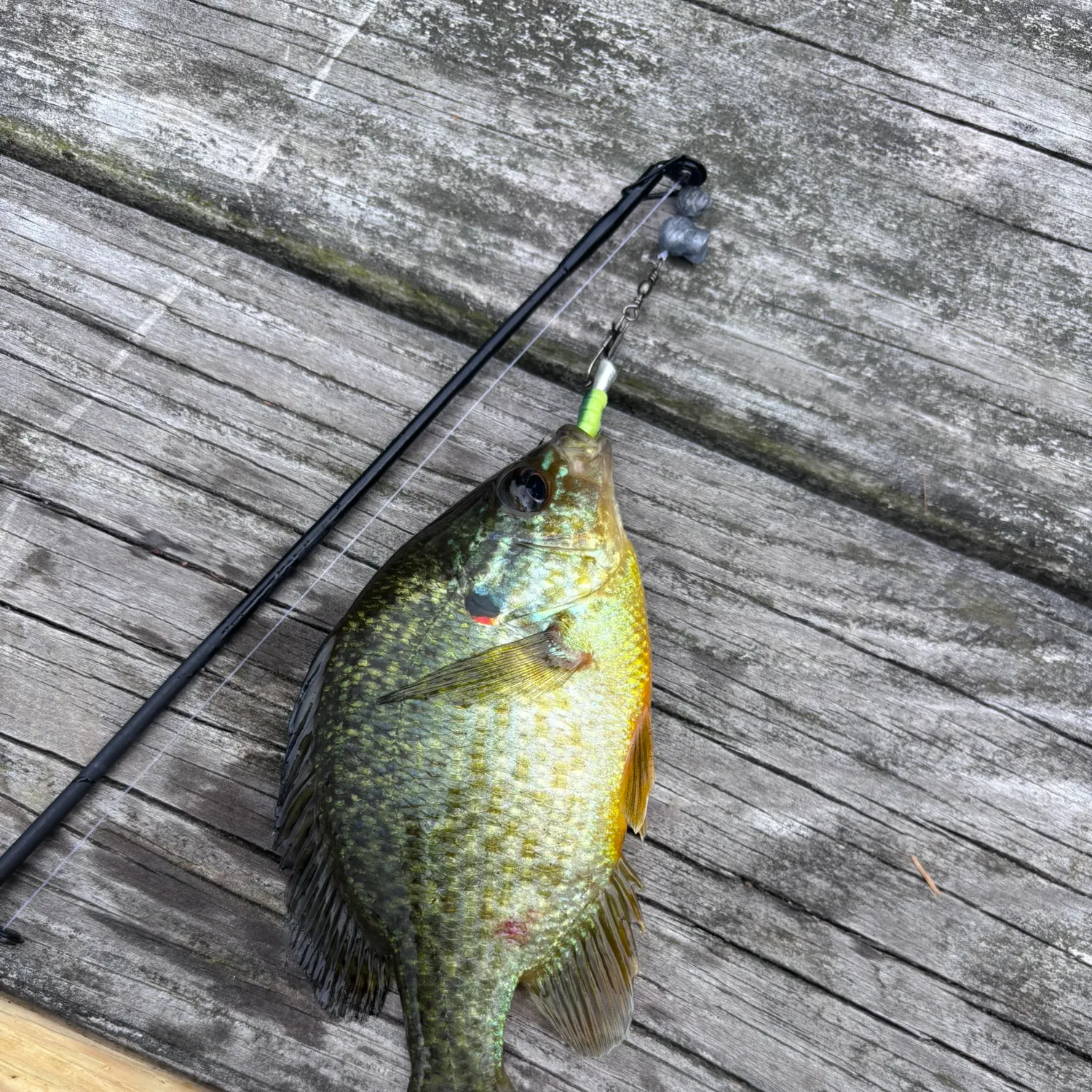 recently logged catches