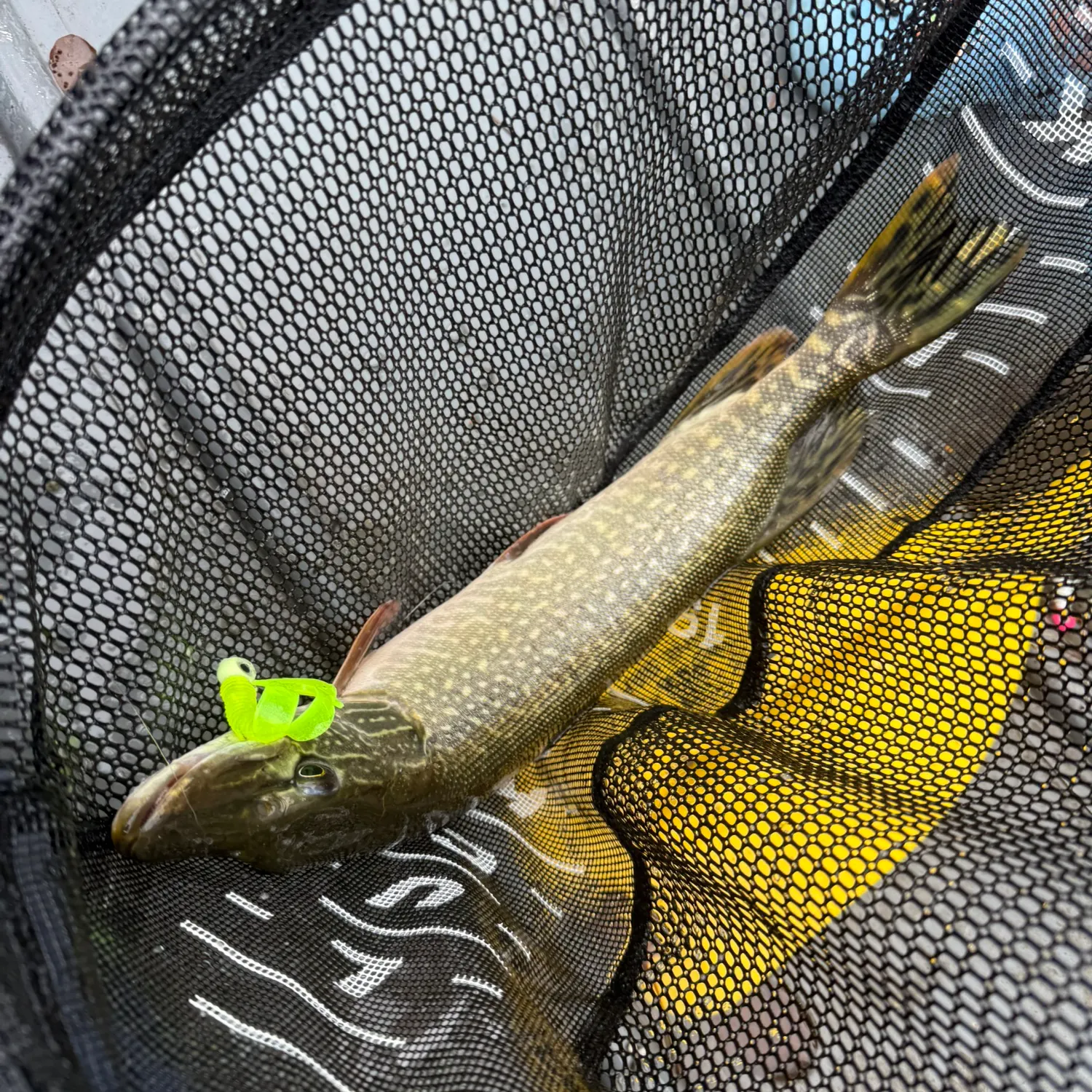 Northern pike caught on Fishbrain
