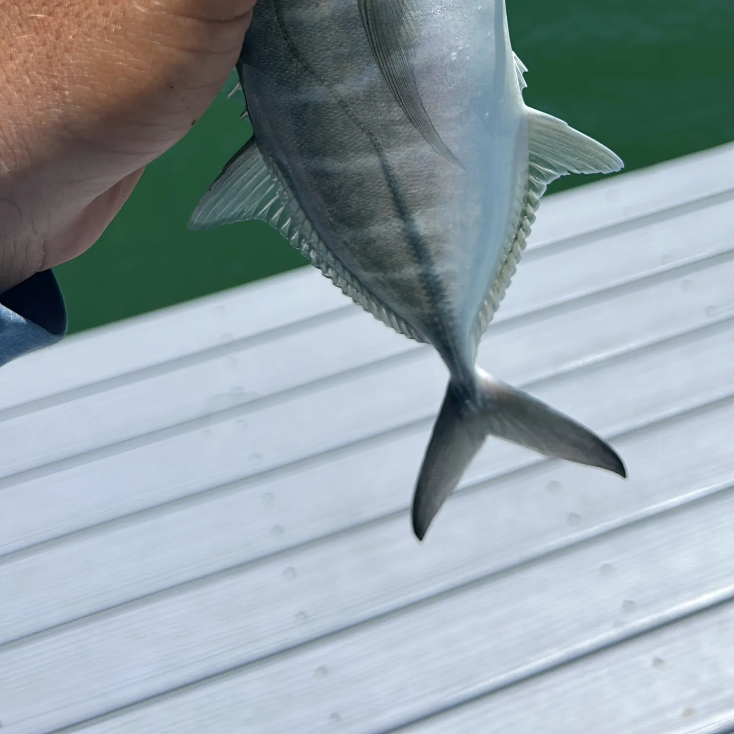 Blue runner caught on Fishbrain
