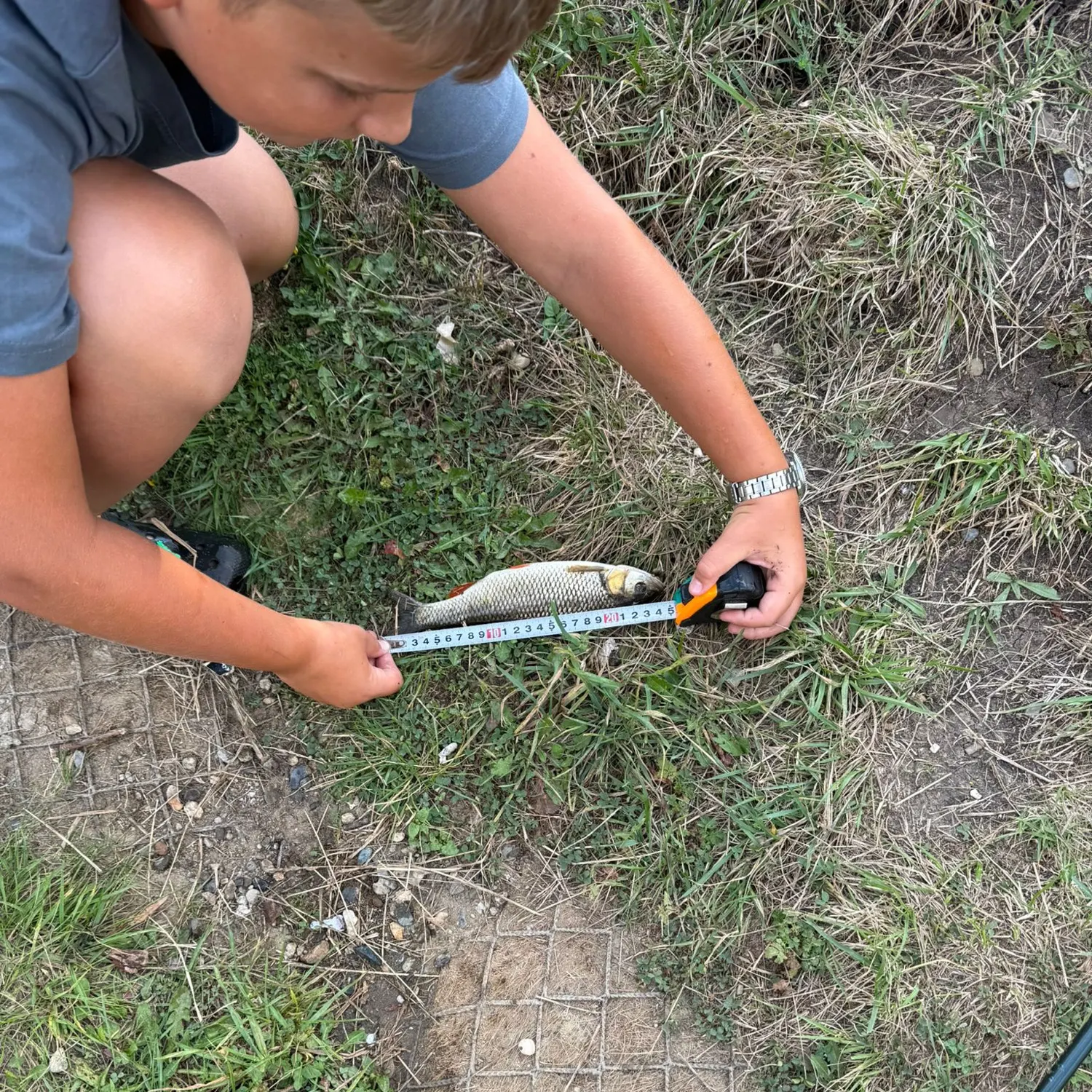 European chub caught on Fishbrain