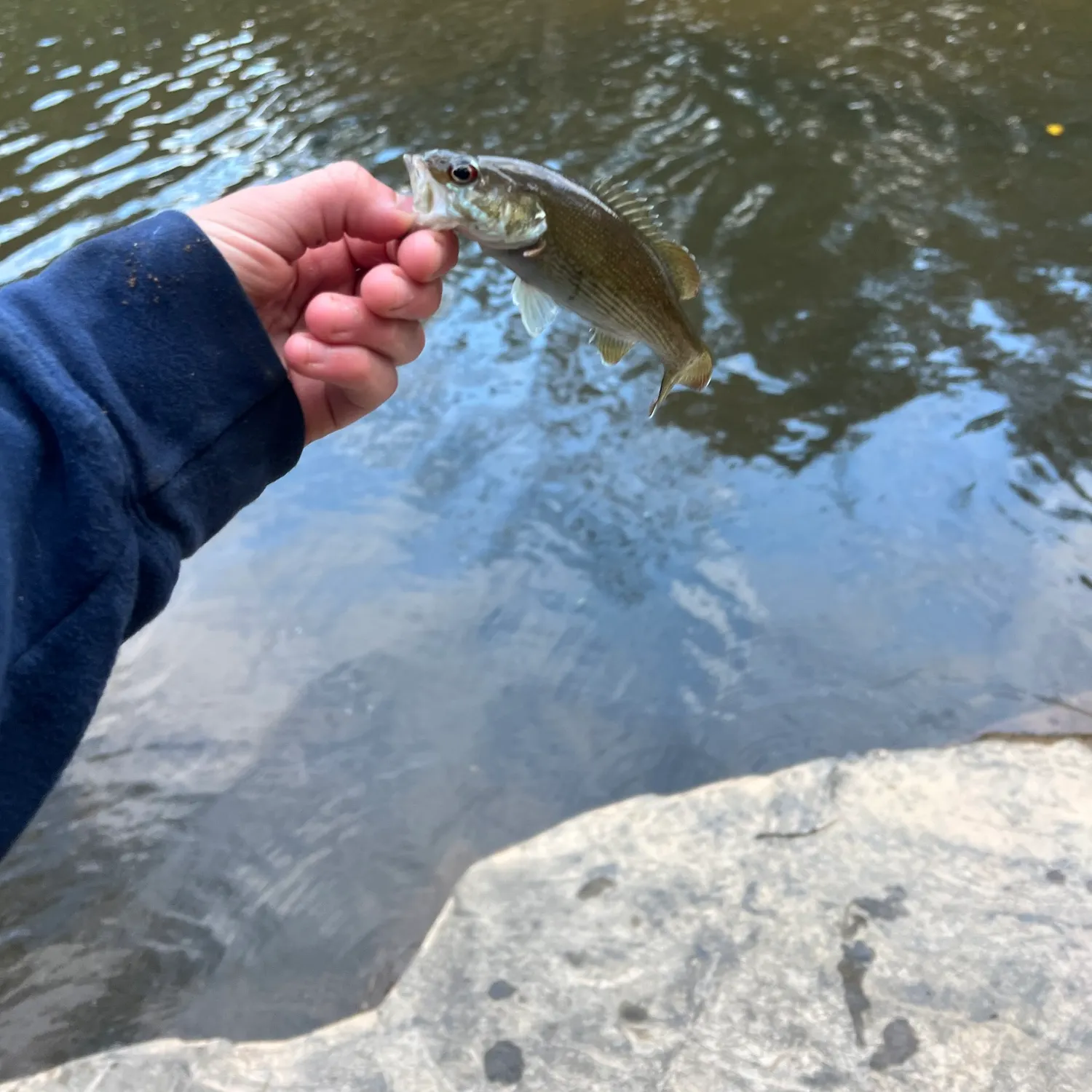 Smallmouth bass caught on Fishbrain