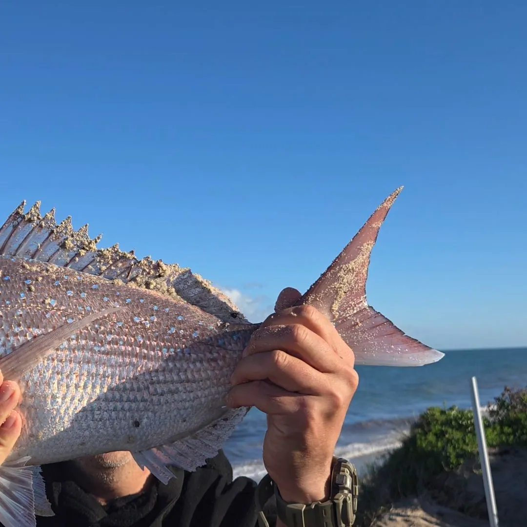 The most recent Australasian snapper catches on Fishbrain