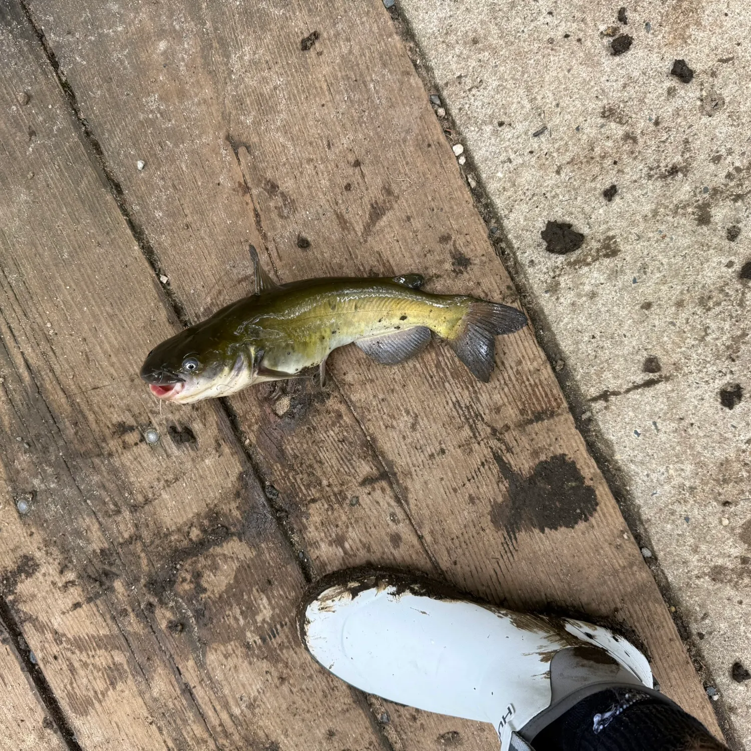 catch