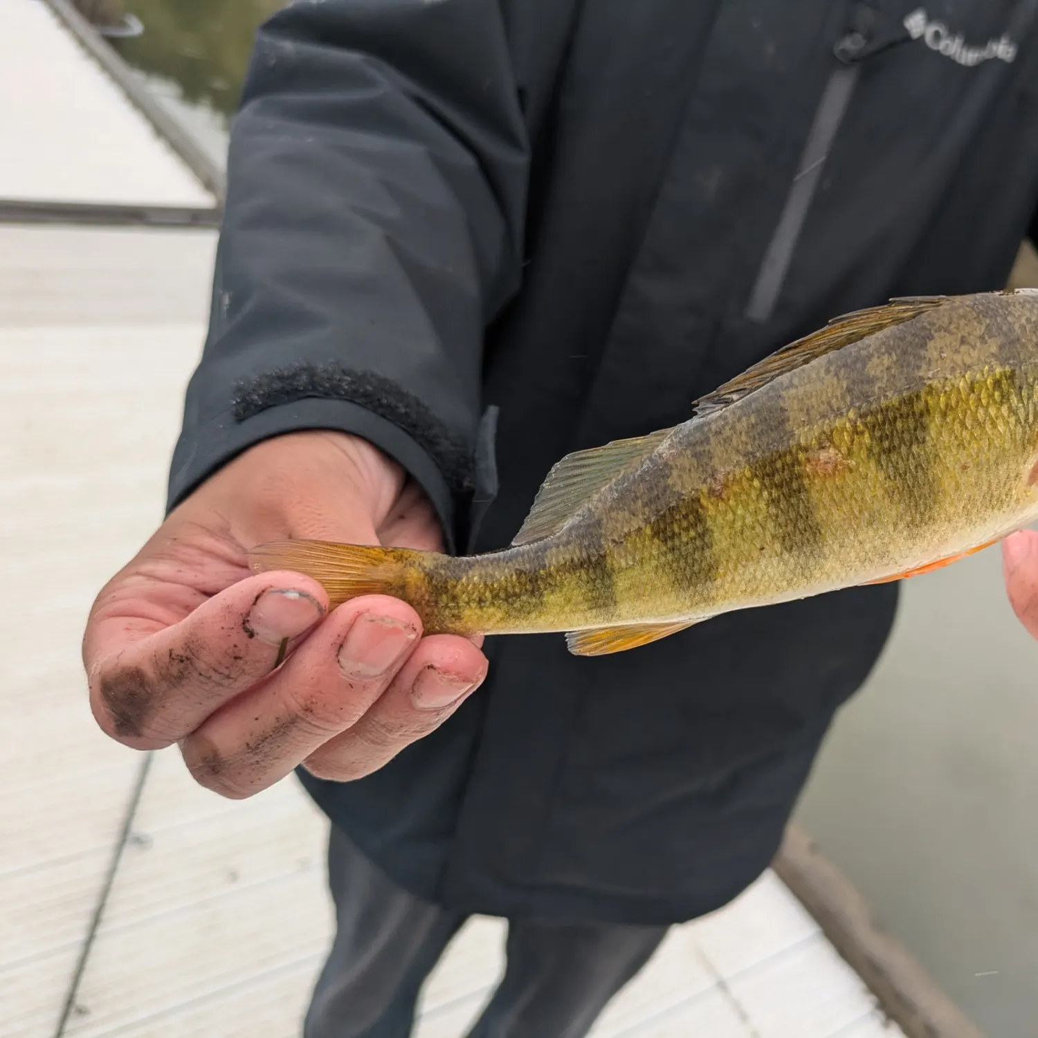 Yellow perch caught on Fishbrain