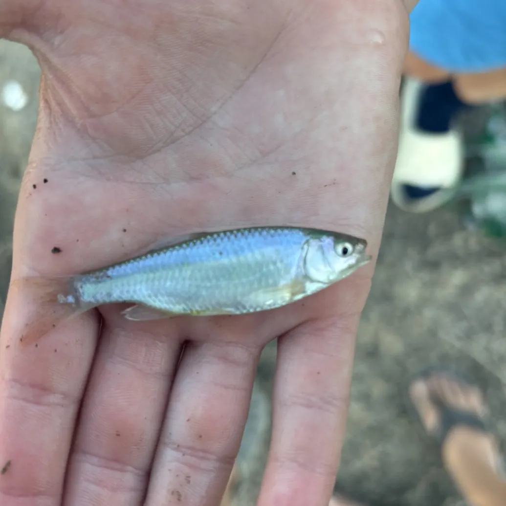 The most recent Spottail shiner catches on Fishbrain