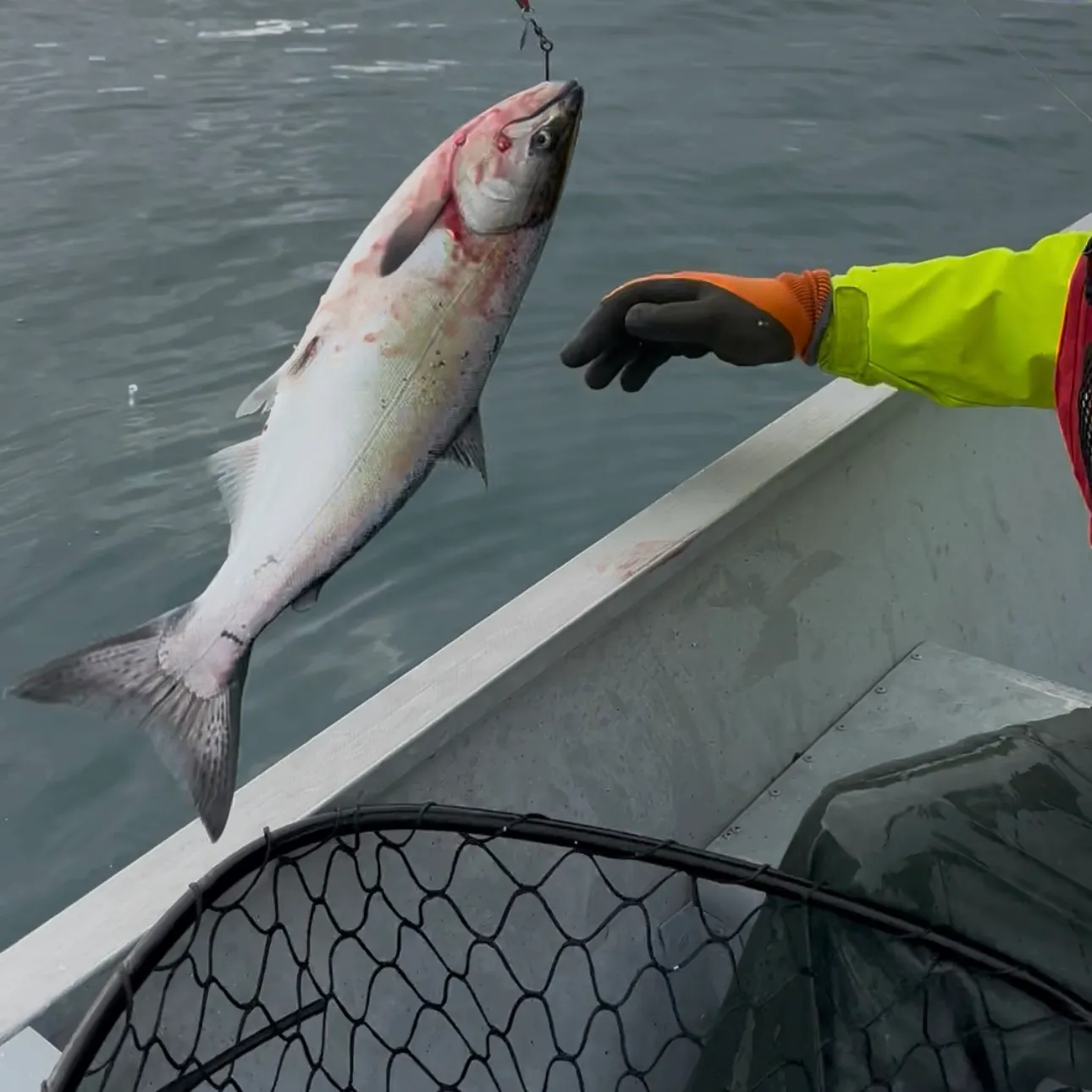 Chinook salmon caught on Fishbrain