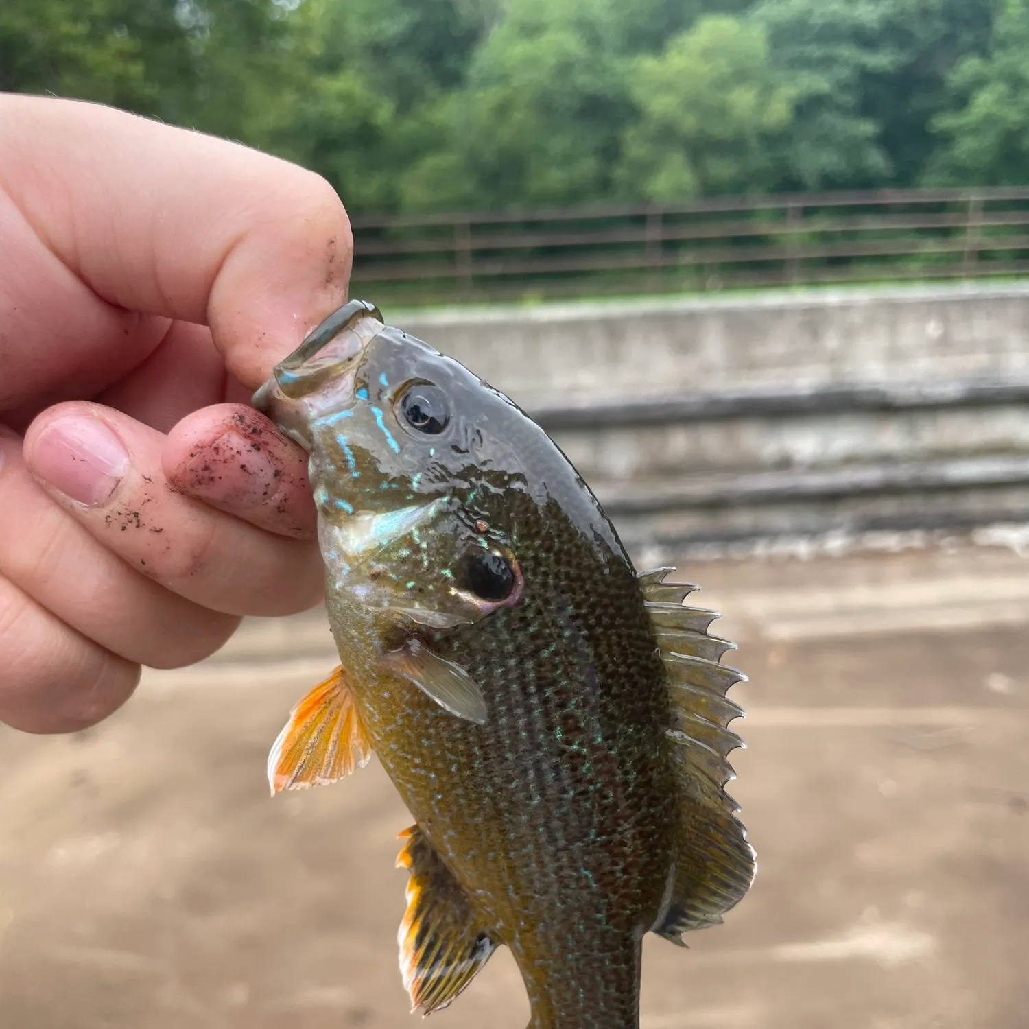 Green sunfish caught on Fishbrain