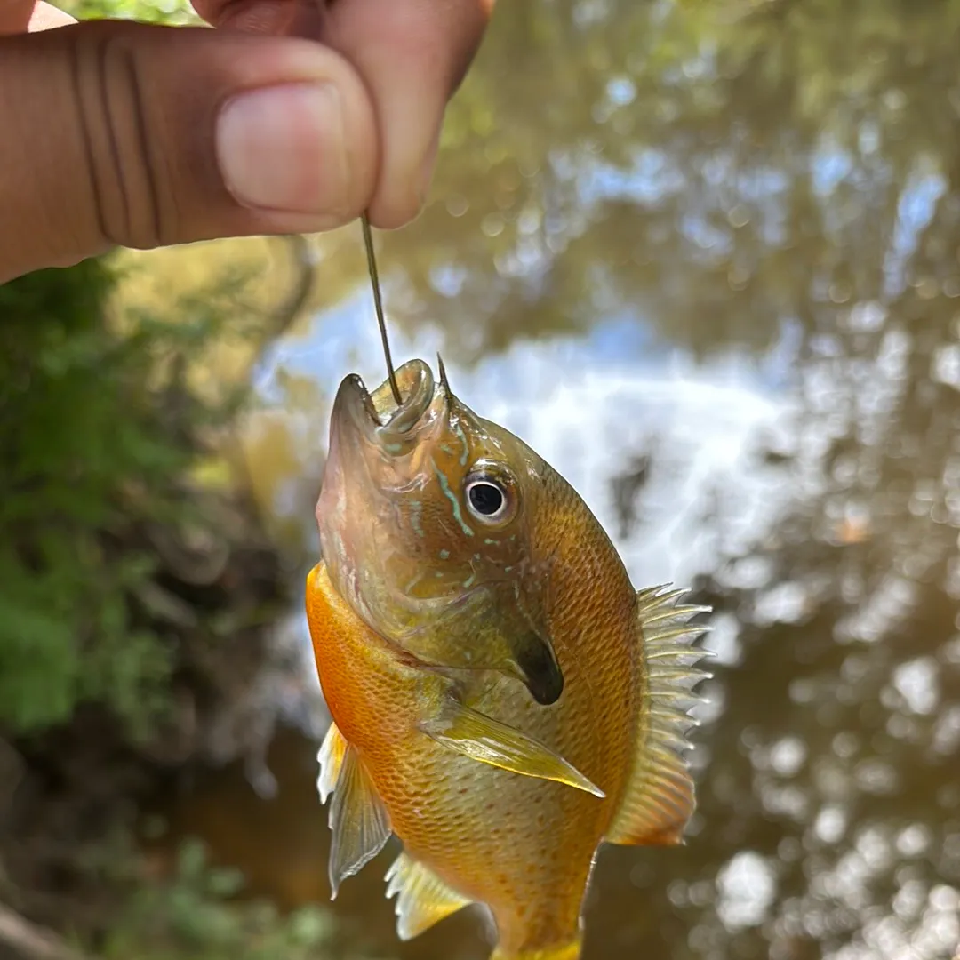 Redbreast sunfish caught on Fishbrain