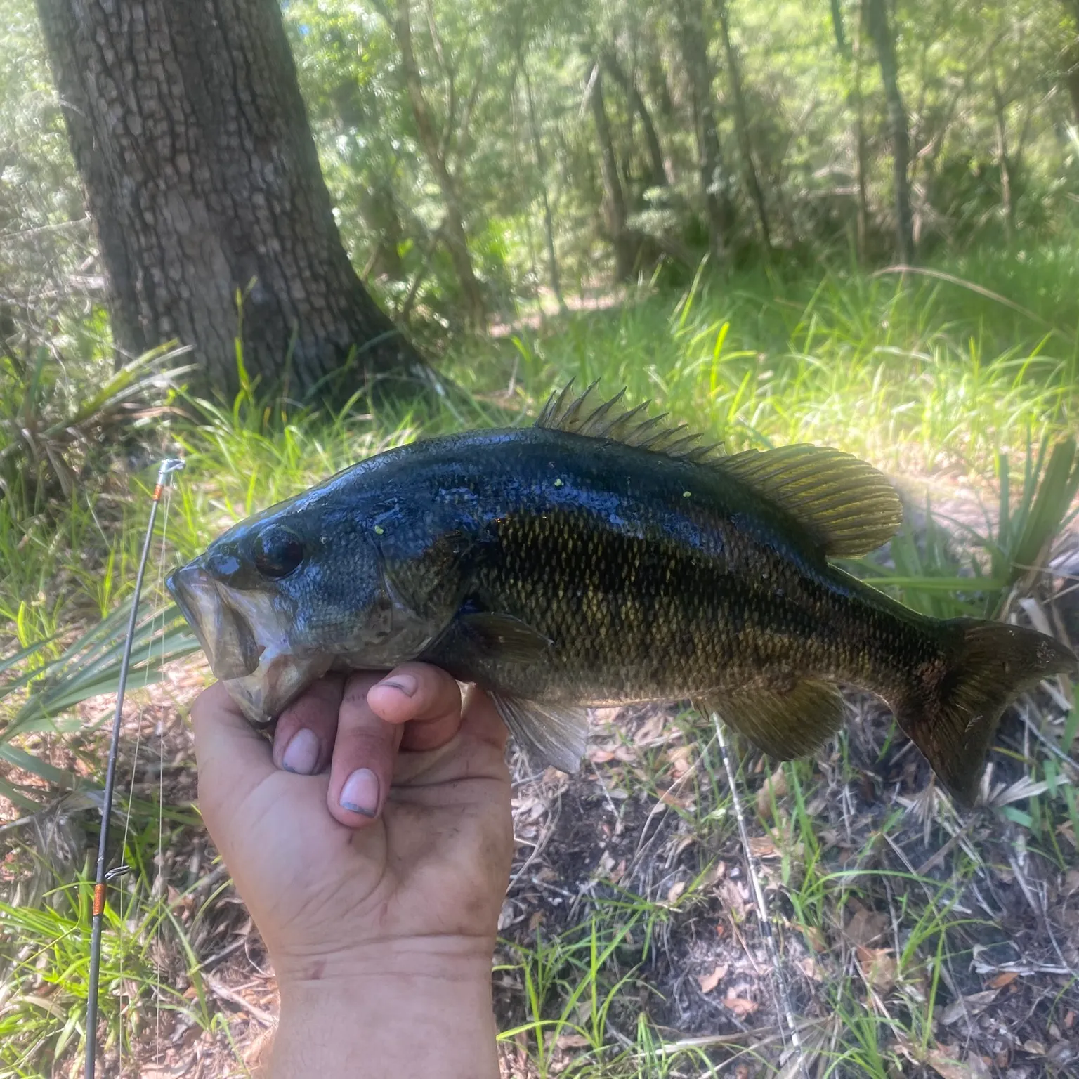 The most recent Suwannee bass catches on Fishbrain