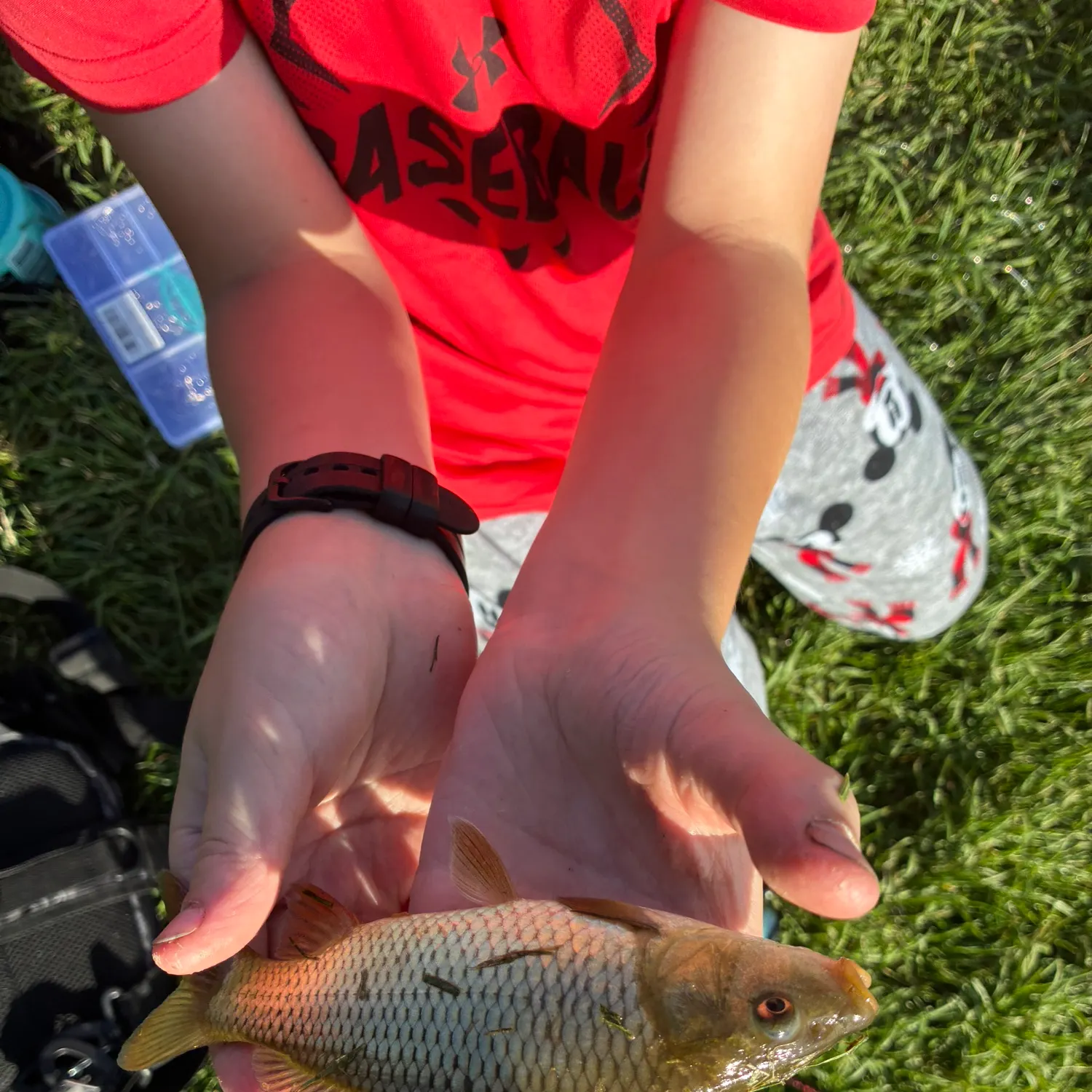 Common carp caught on Fishbrain