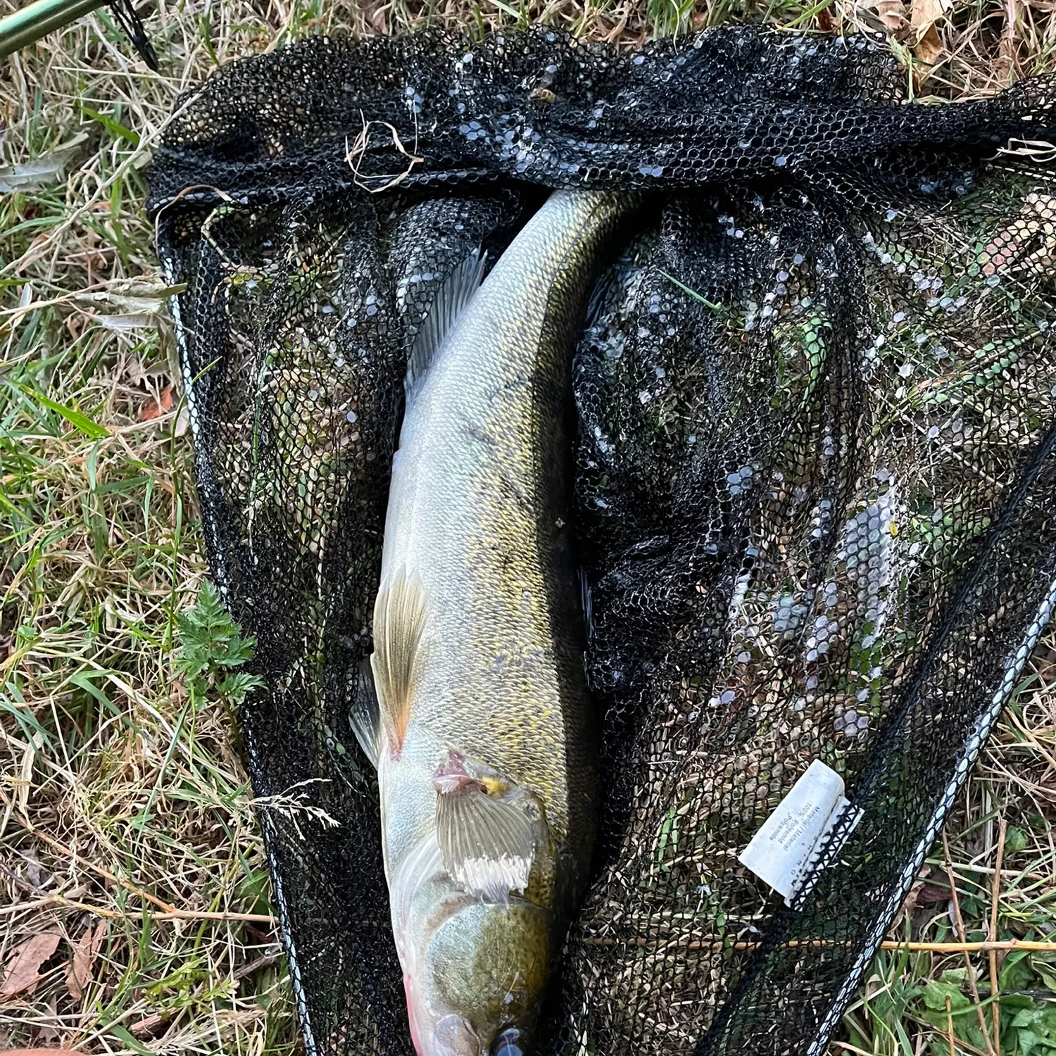 Zander caught on Fishbrain