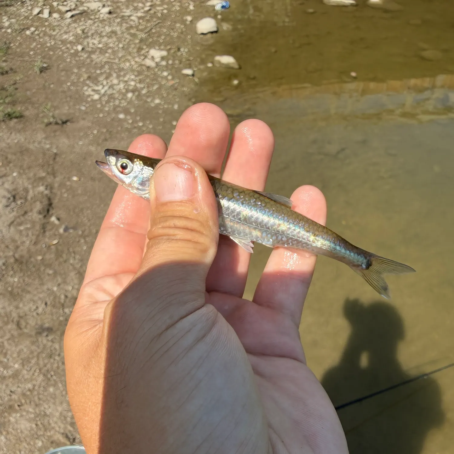 The most recent Silver shiner catches on Fishbrain