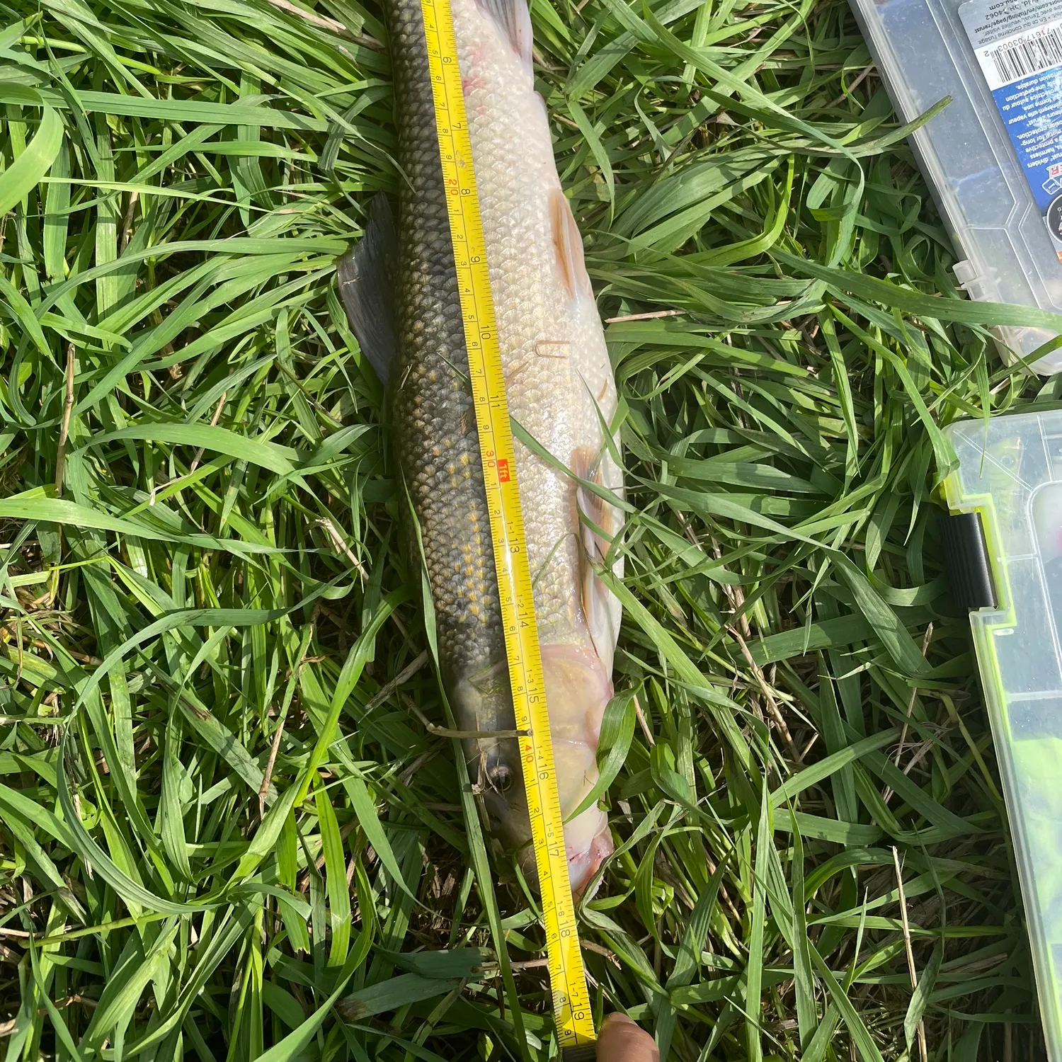 White sucker caught on Fishbrain