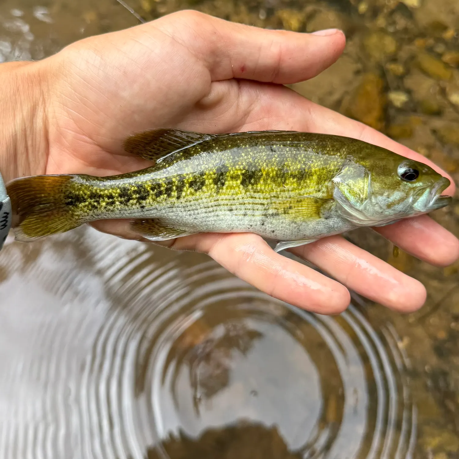 The most recent Warrior bass catches on Fishbrain