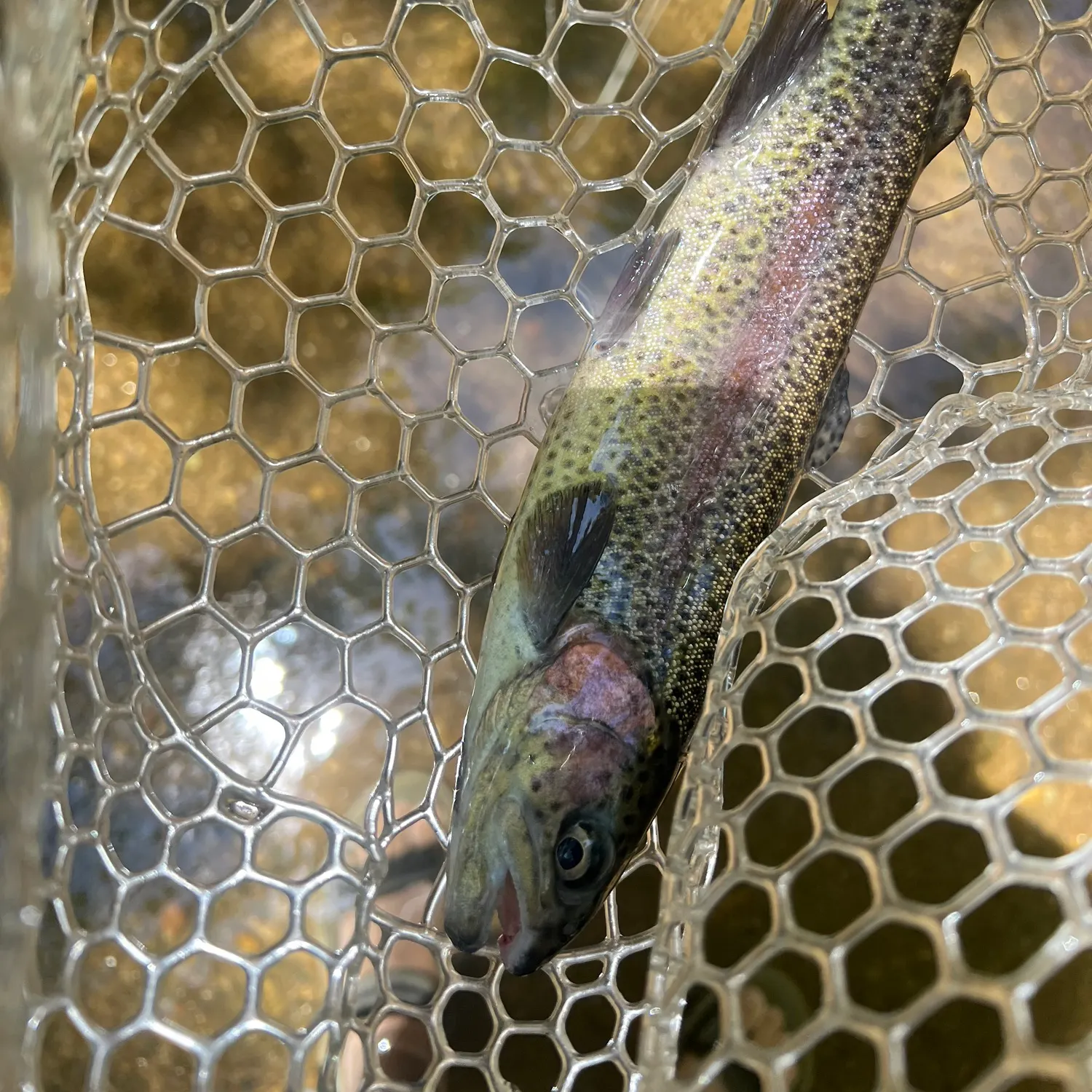 Rainbow trout caught on Fishbrain