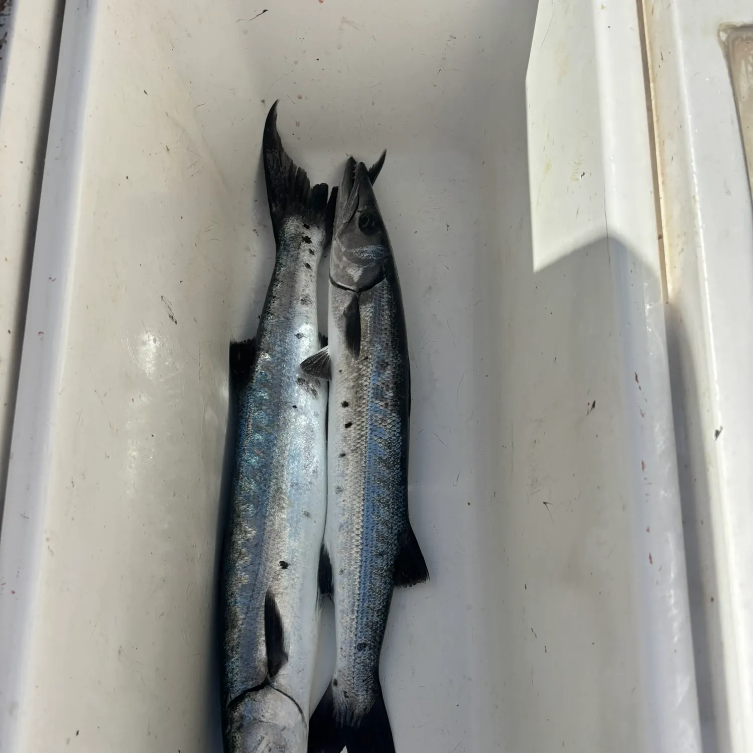 The most recent Great barracuda catches on Fishbrain