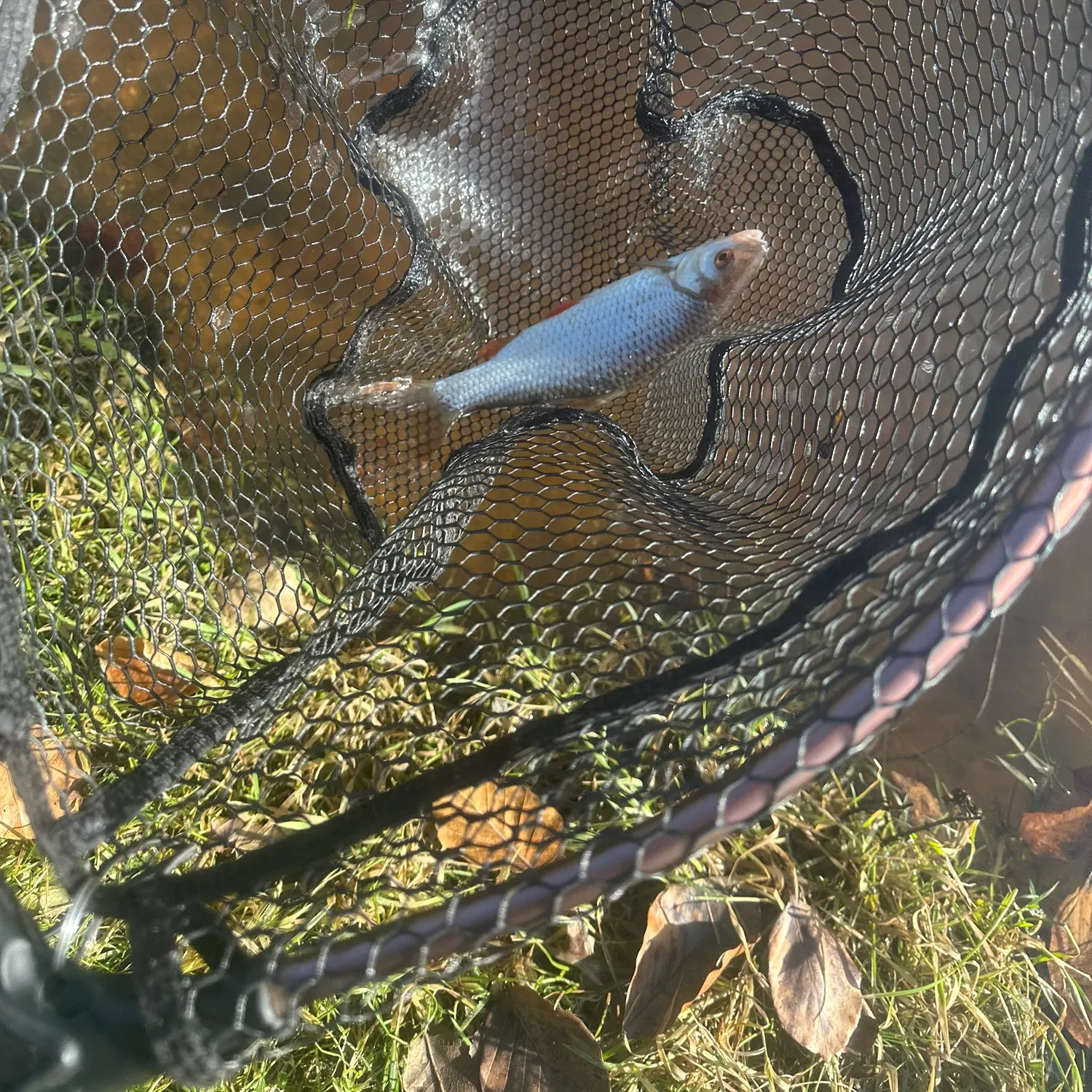 The most recent Common roach catches on Fishbrain