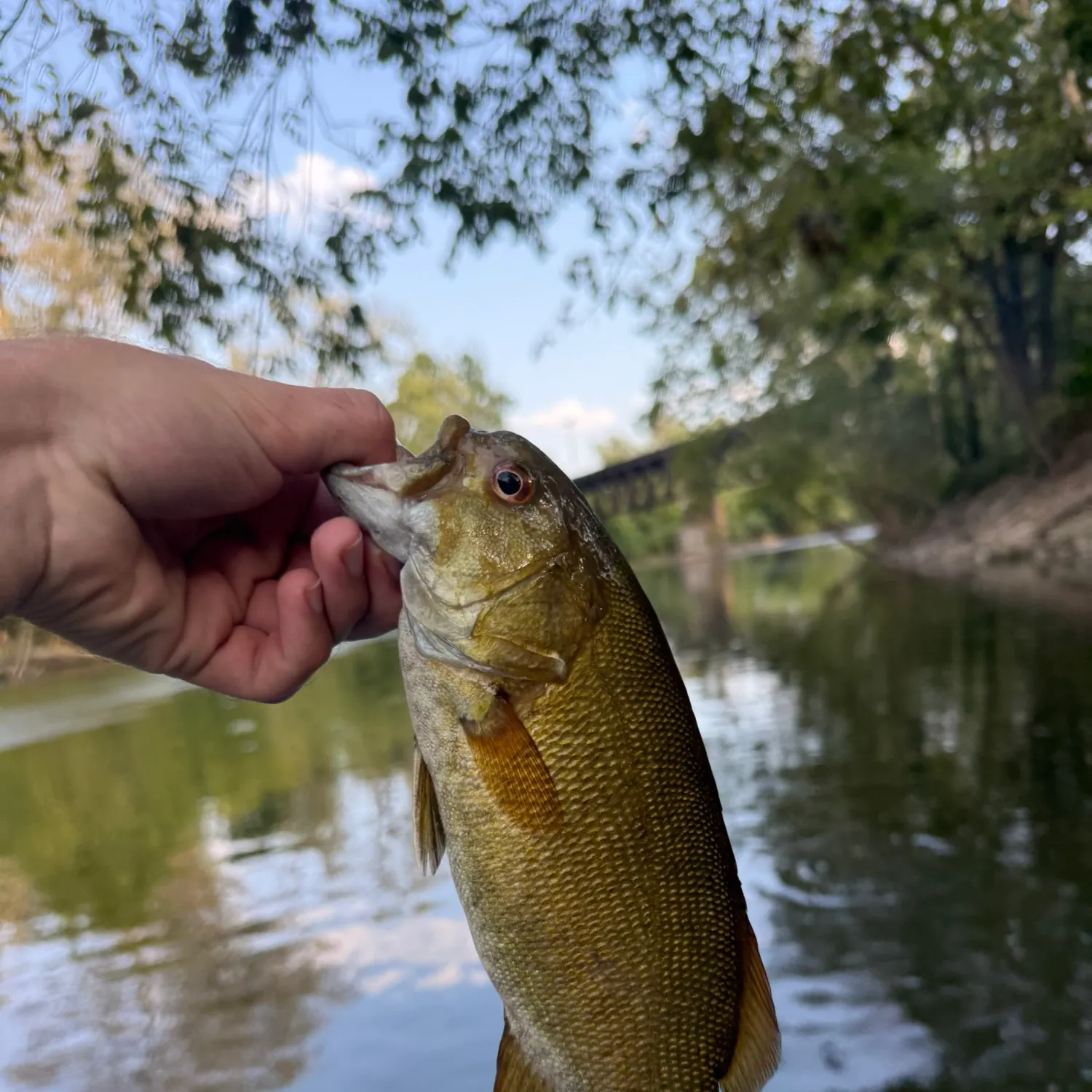 Smallmouth bass caught on Fishbrain