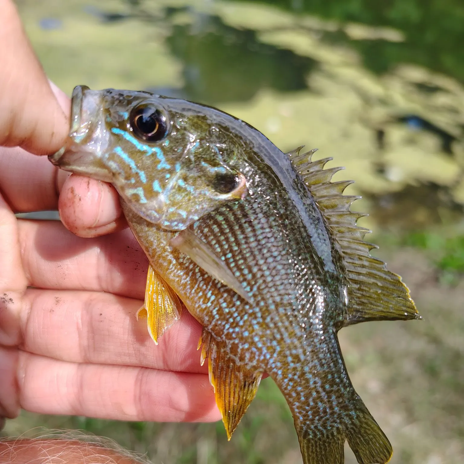 Green sunfish caught on Fishbrain