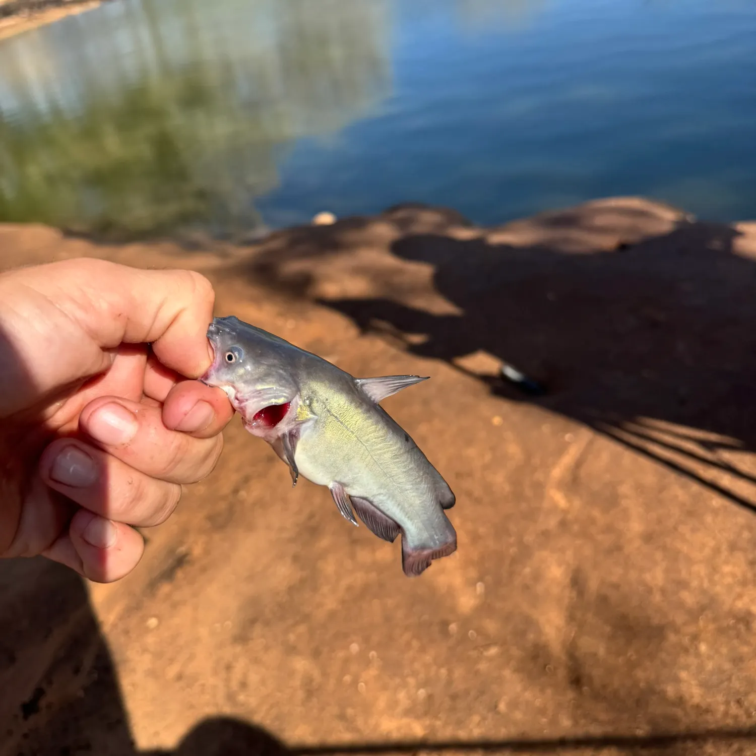 Black bullhead caught on Fishbrain