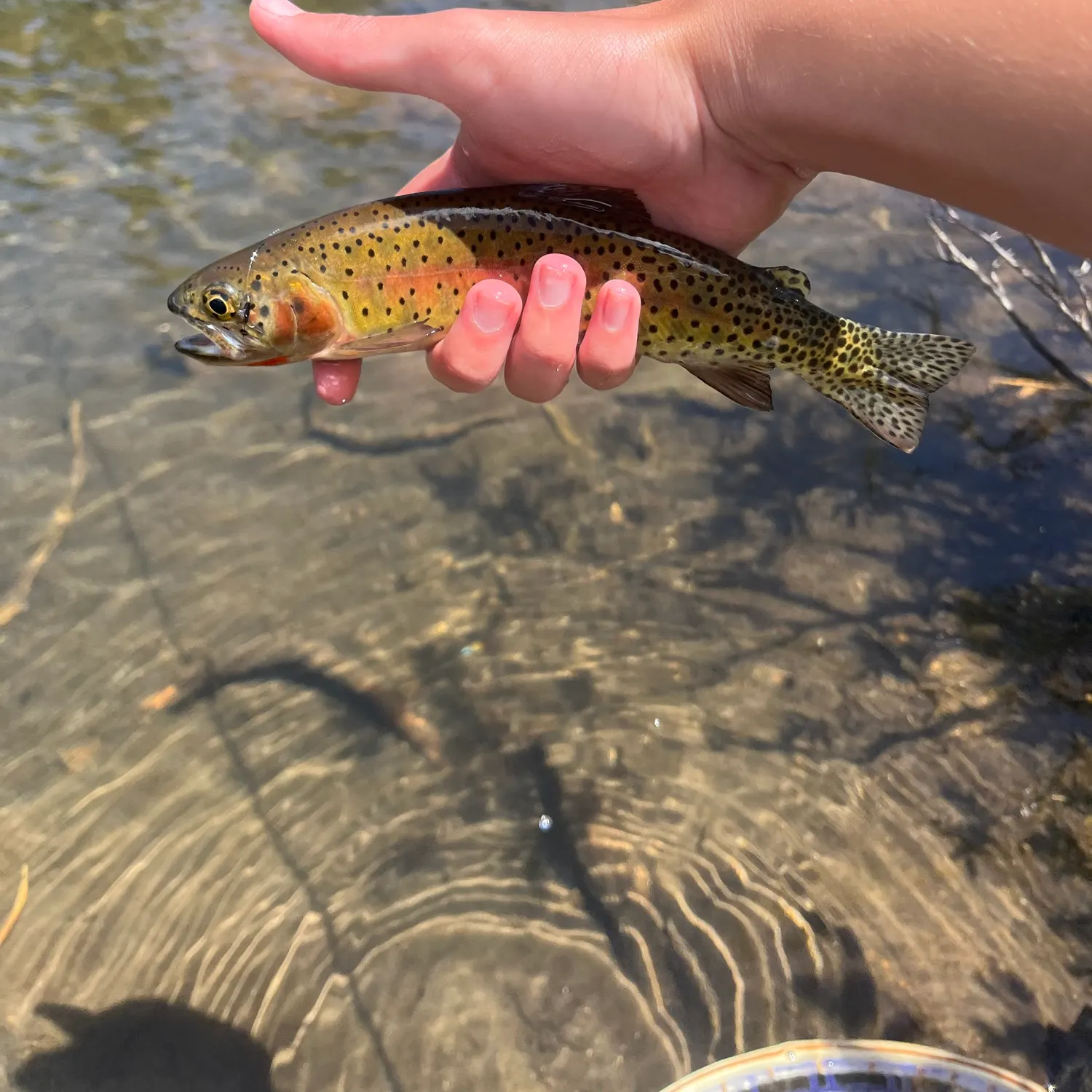 The most recent Greenback cutthroat trout catches on Fishbrain