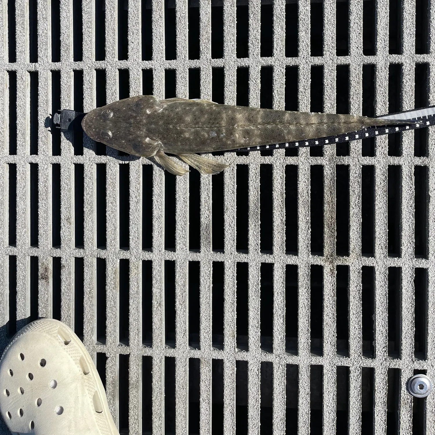 The most recent Dusky flathead catches on Fishbrain