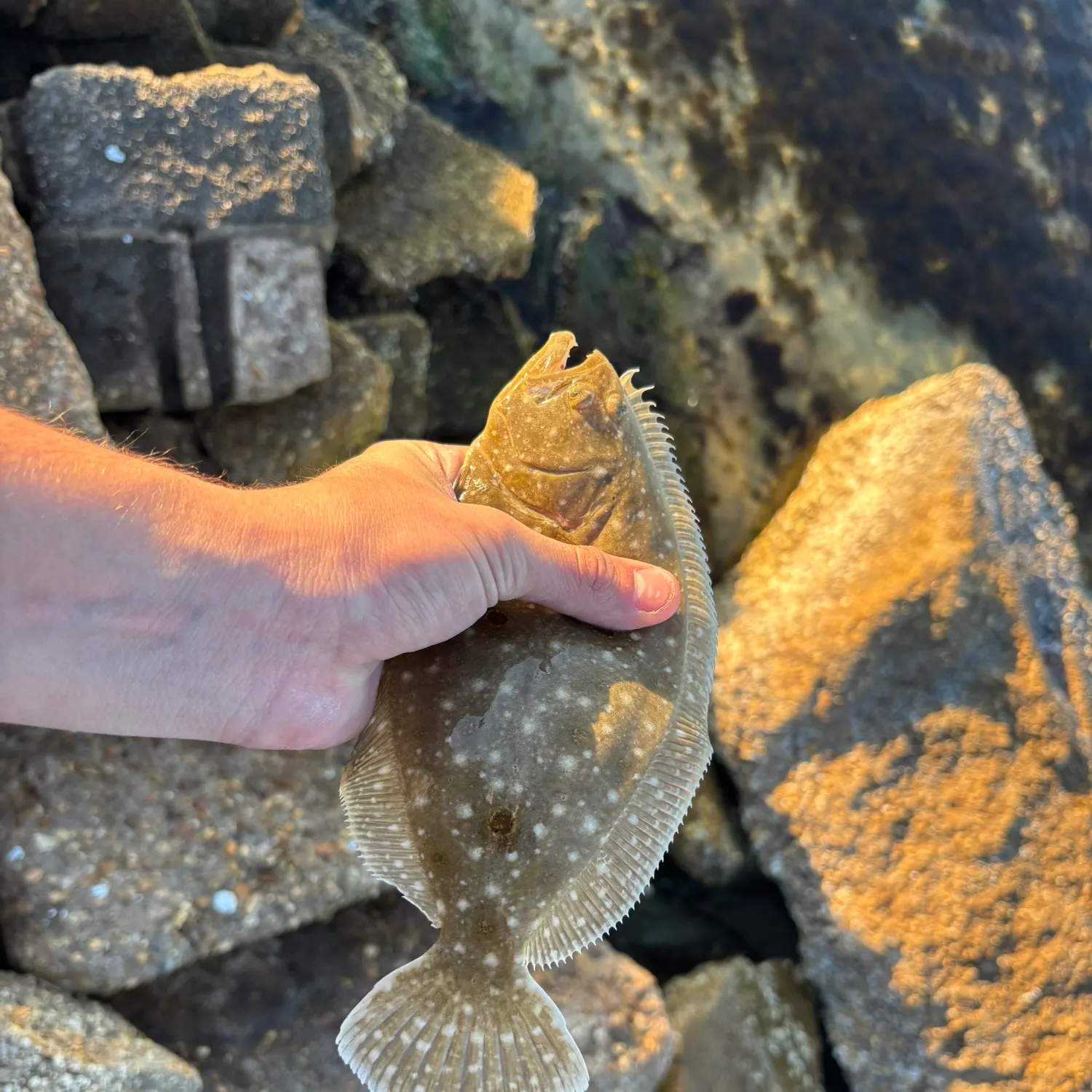 The most recent Gulf flounder catches on Fishbrain