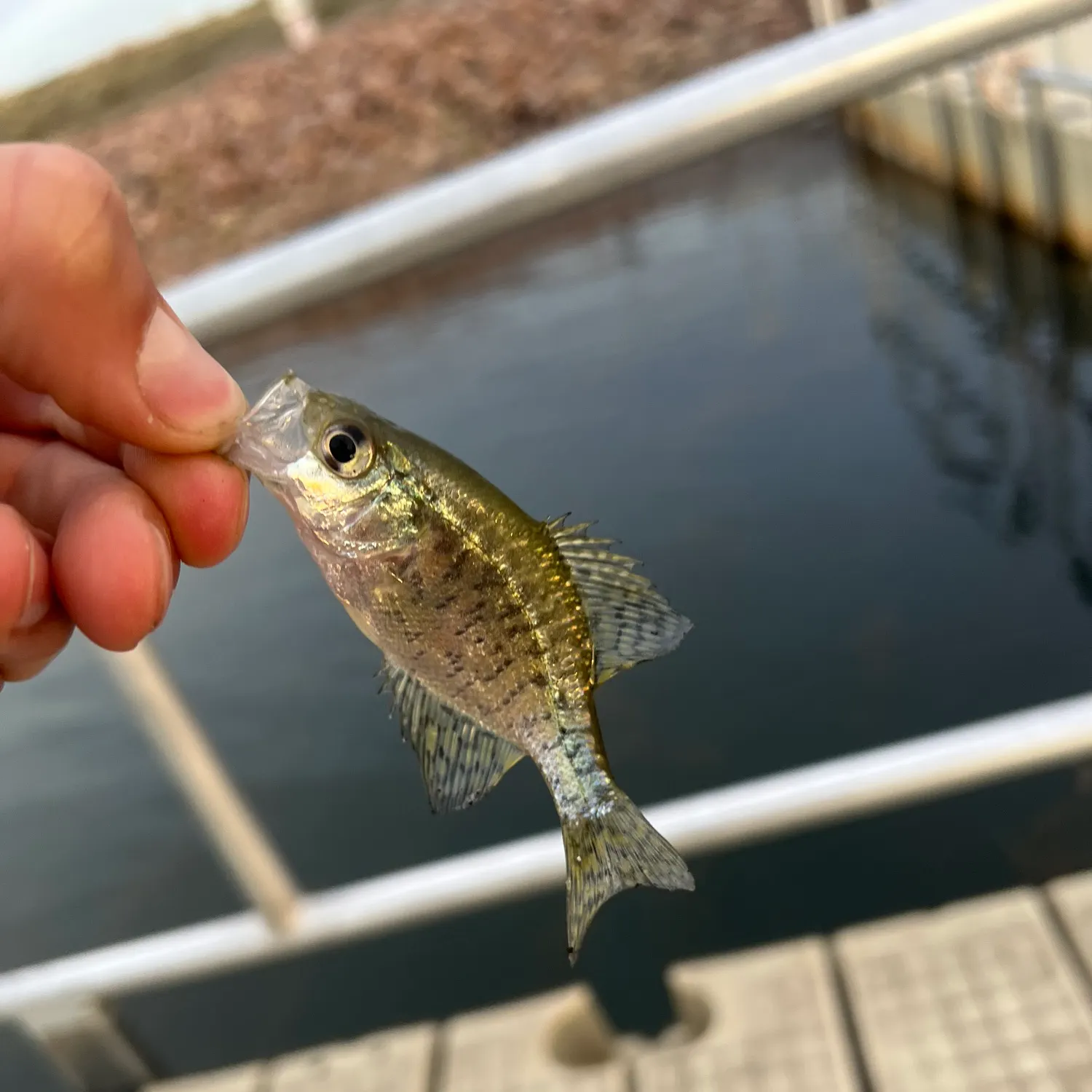 White crappie caught on Fishbrain