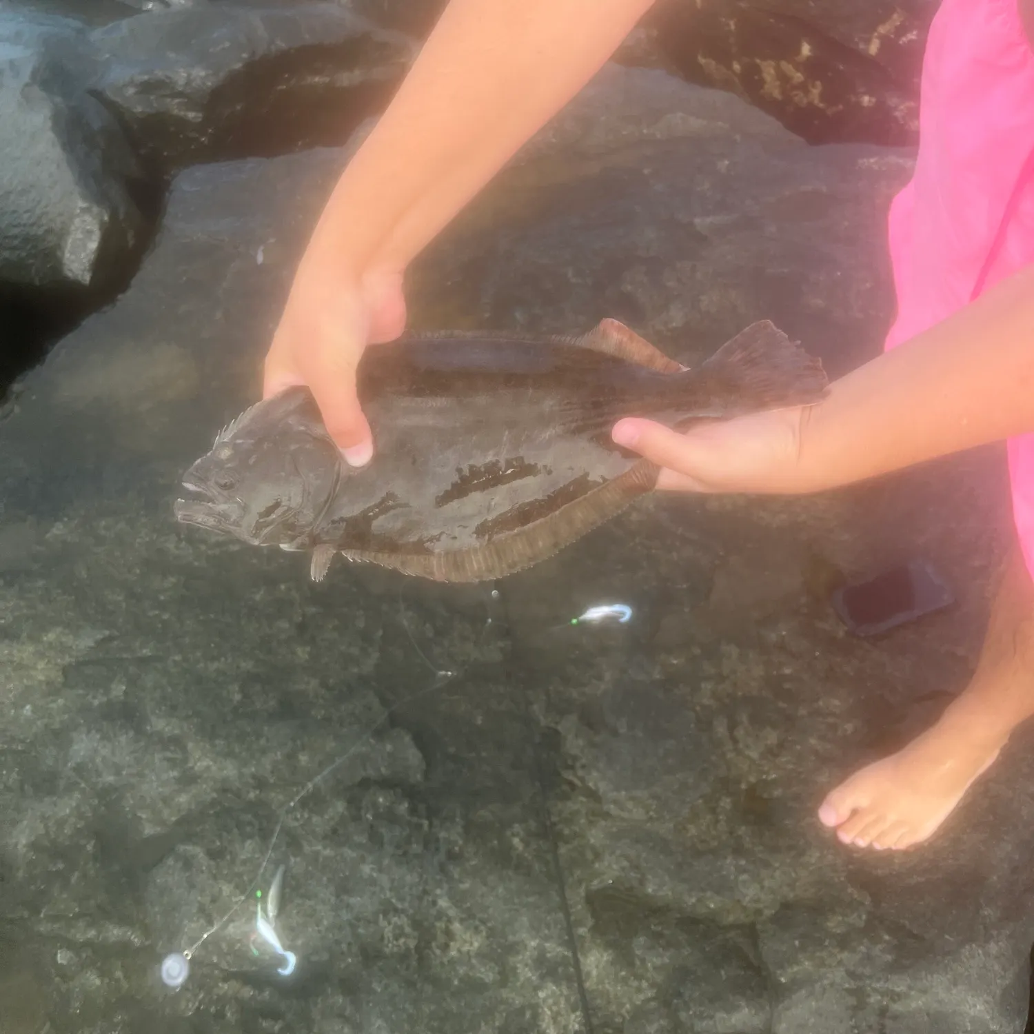 Summer flounder caught on Fishbrain