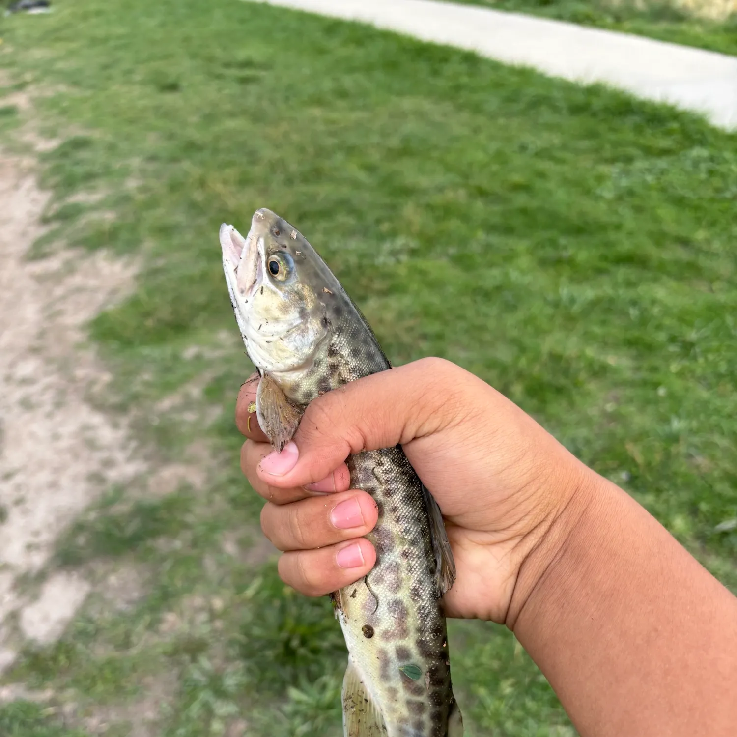 Tiger trout caught on Fishbrain
