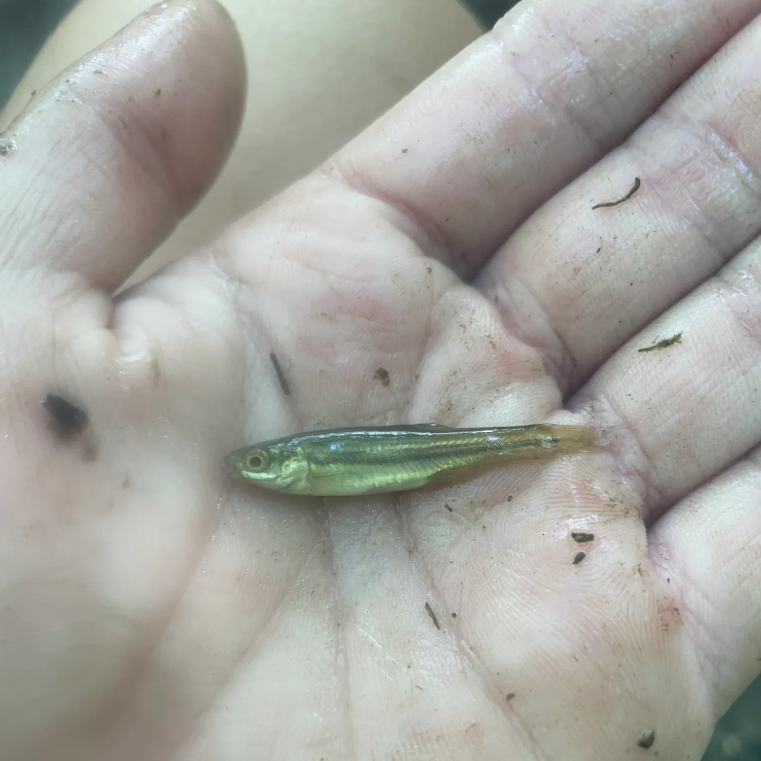 The most recent Finescale dace catches on Fishbrain