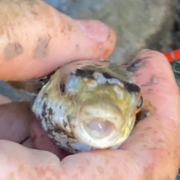 The most recent Smooth toadfish catches on Fishbrain