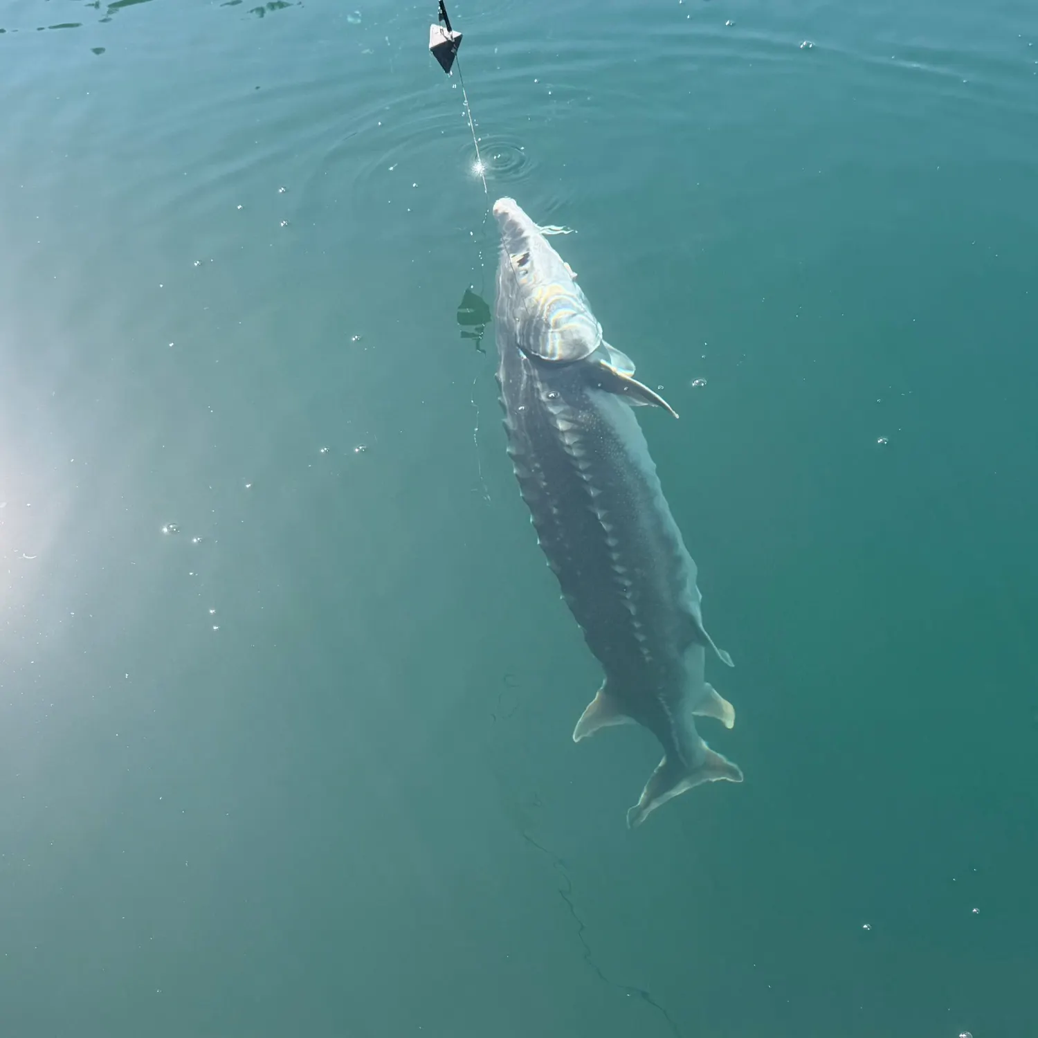 White sturgeon caught on Fishbrain