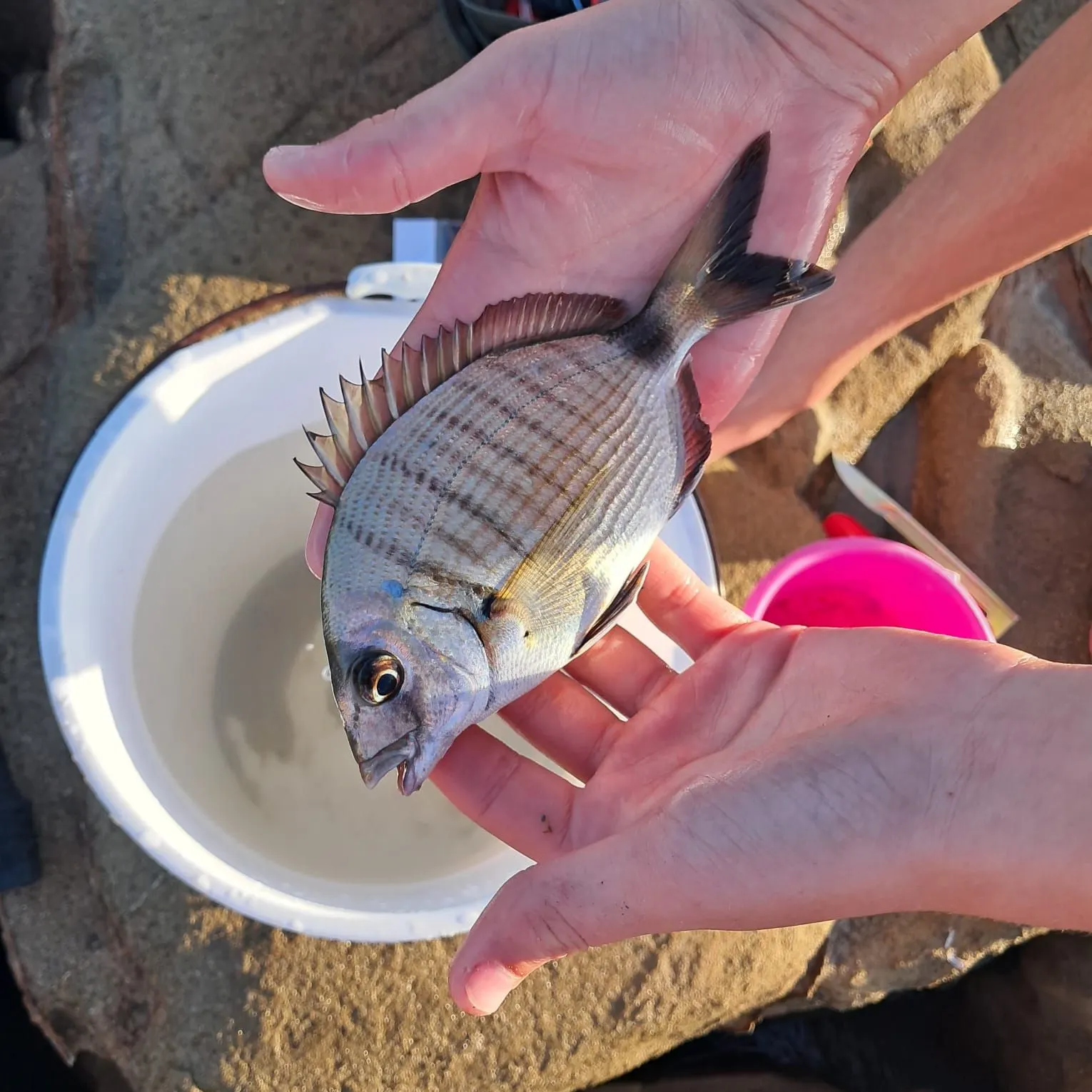 White seabream caught on Fishbrain