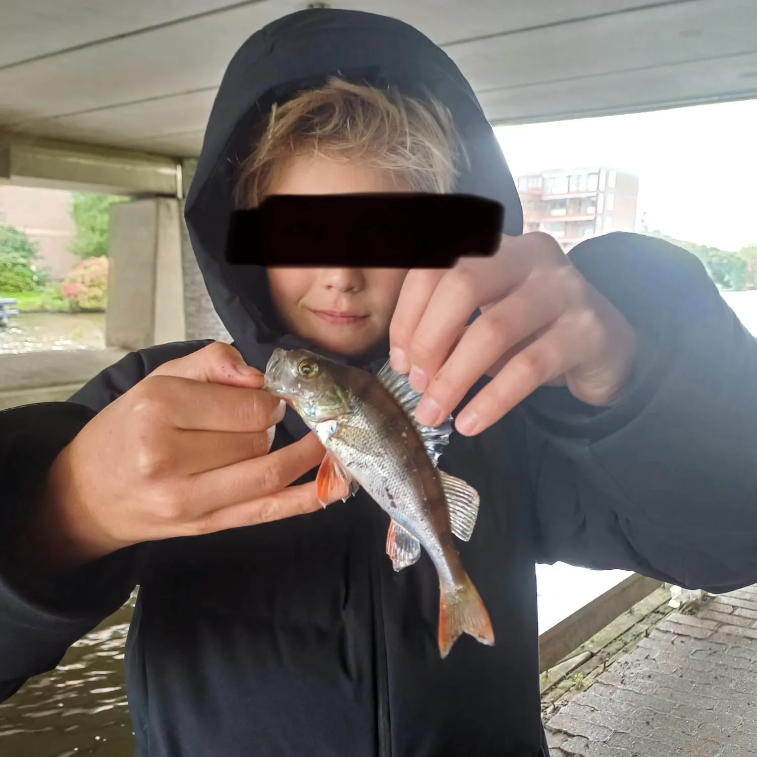 European perch caught on Fishbrain