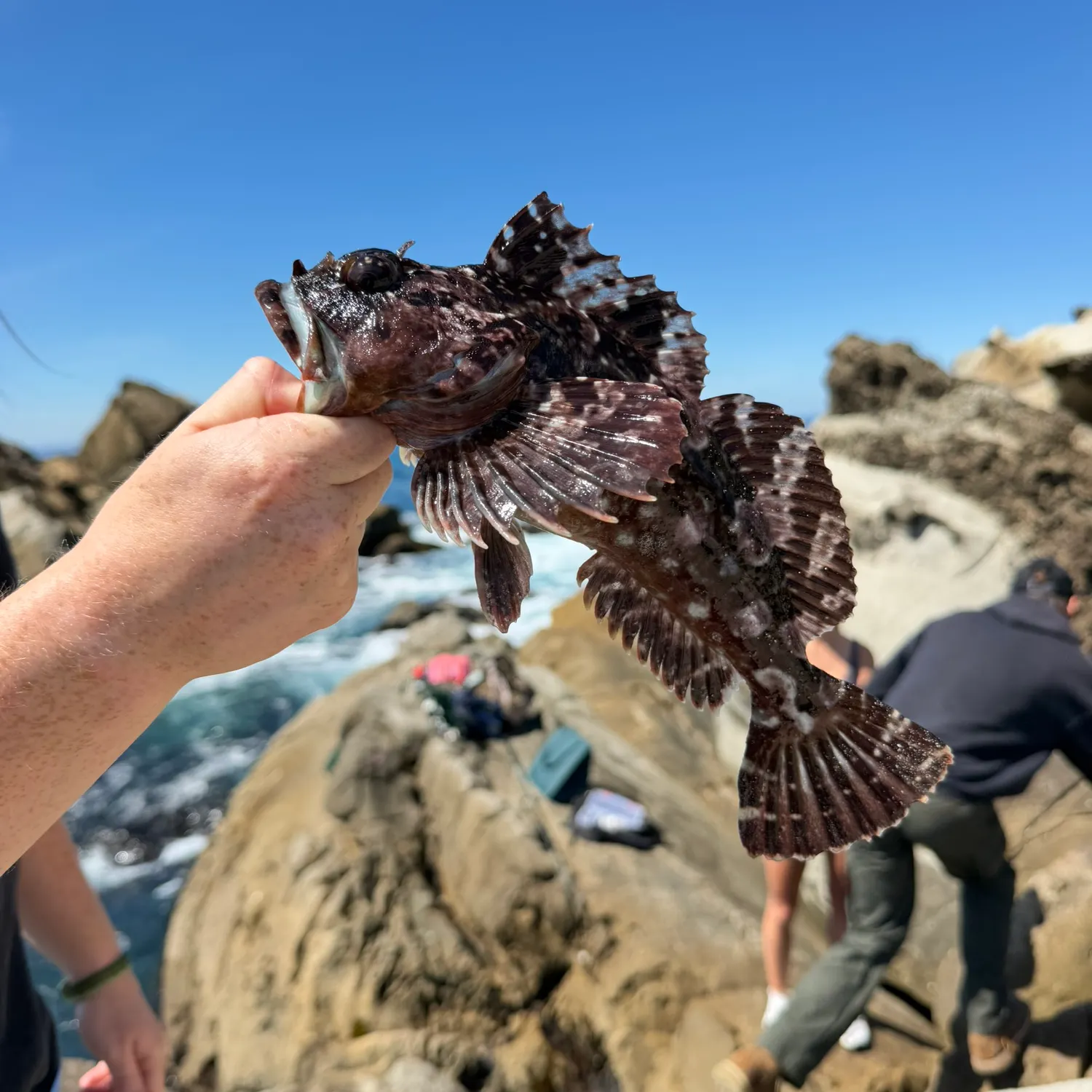 Cabezon caught on Fishbrain