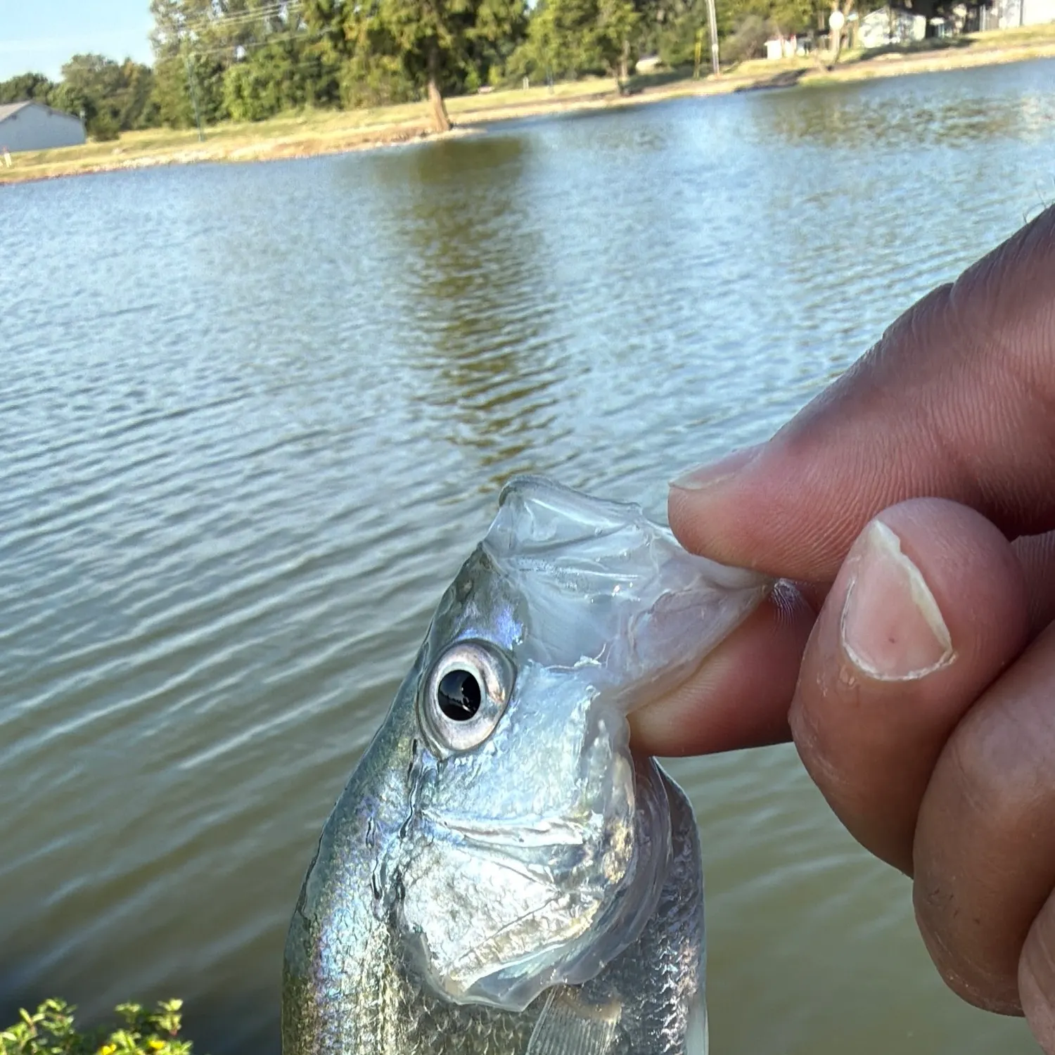 White crappie caught on Fishbrain