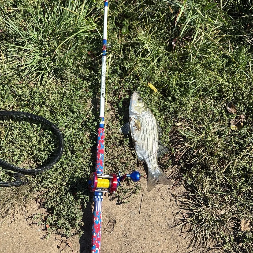 The most recent Golden dorado catches on Fishbrain