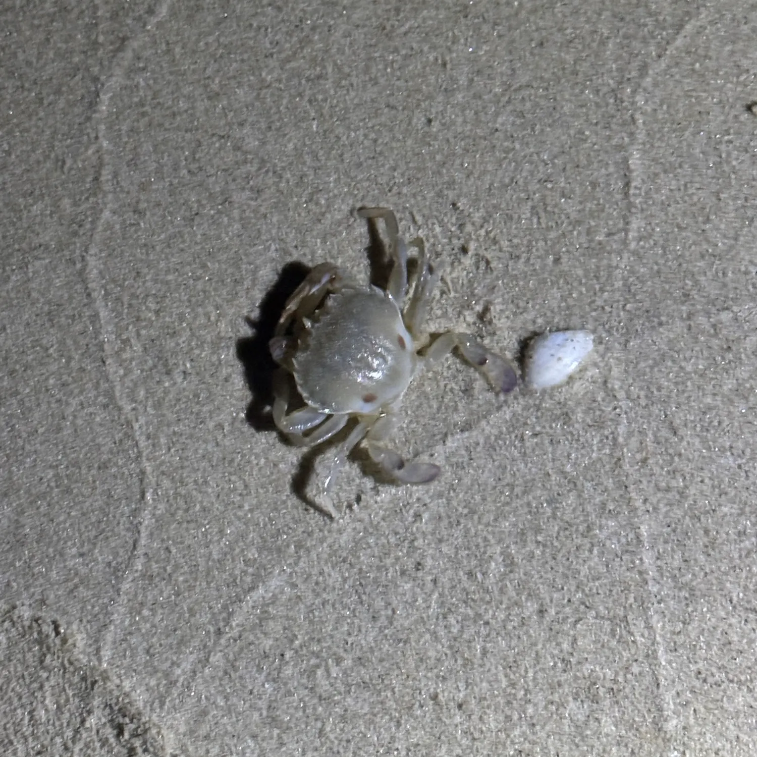 The most recent Threespot swimming crab catches on Fishbrain